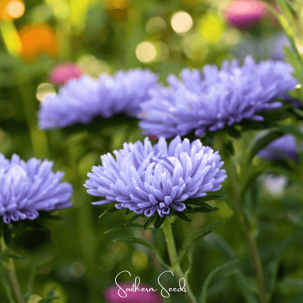 Lavender Gremlin Aster – 50 Seeds Southern Seeds