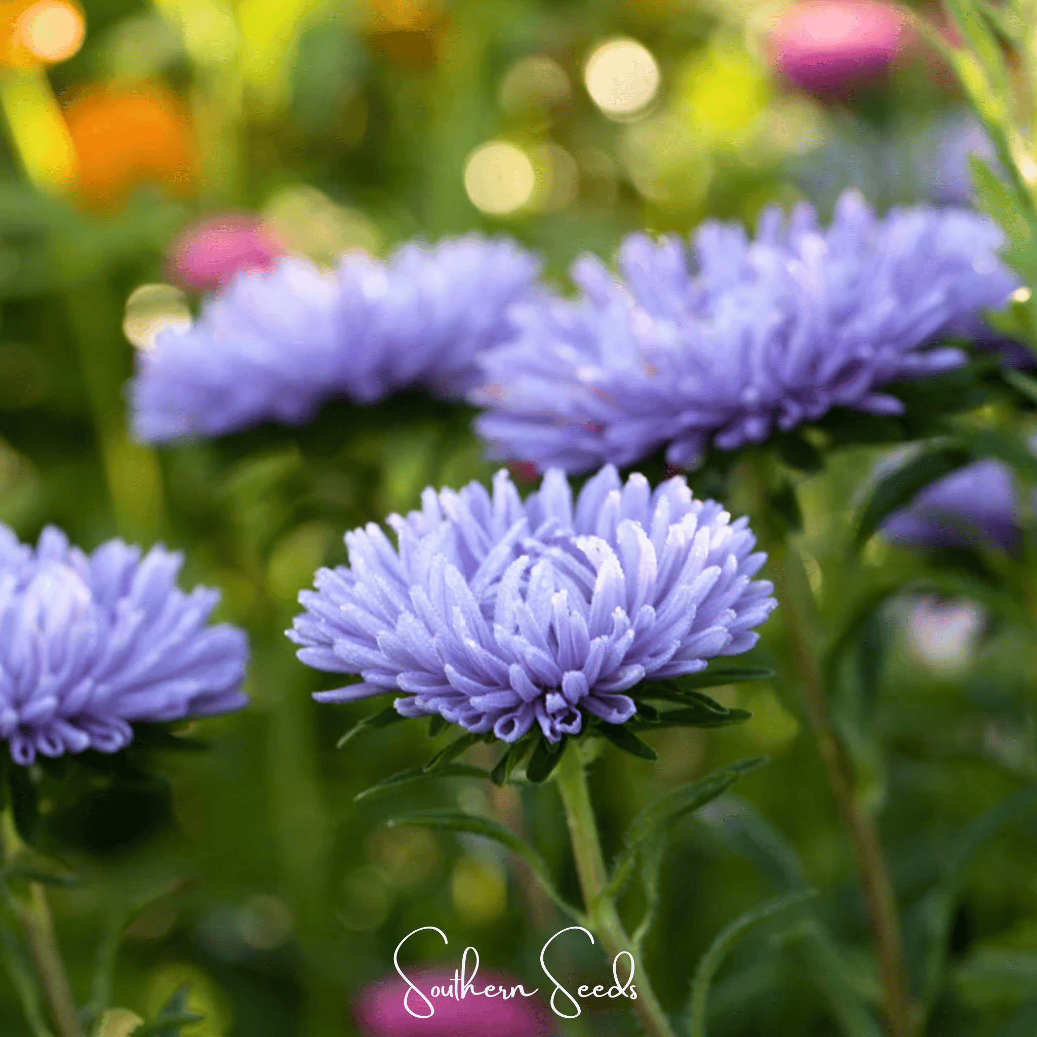 Lavender Gremlin Aster – 50 Seeds Southern Seeds