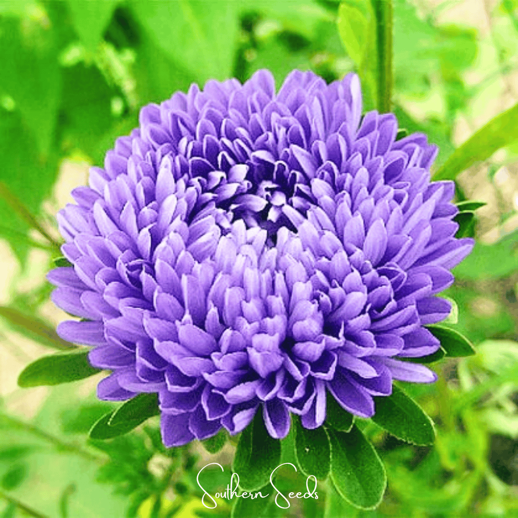 Lavender Gremlin Aster – 50 Seeds Southern Seeds