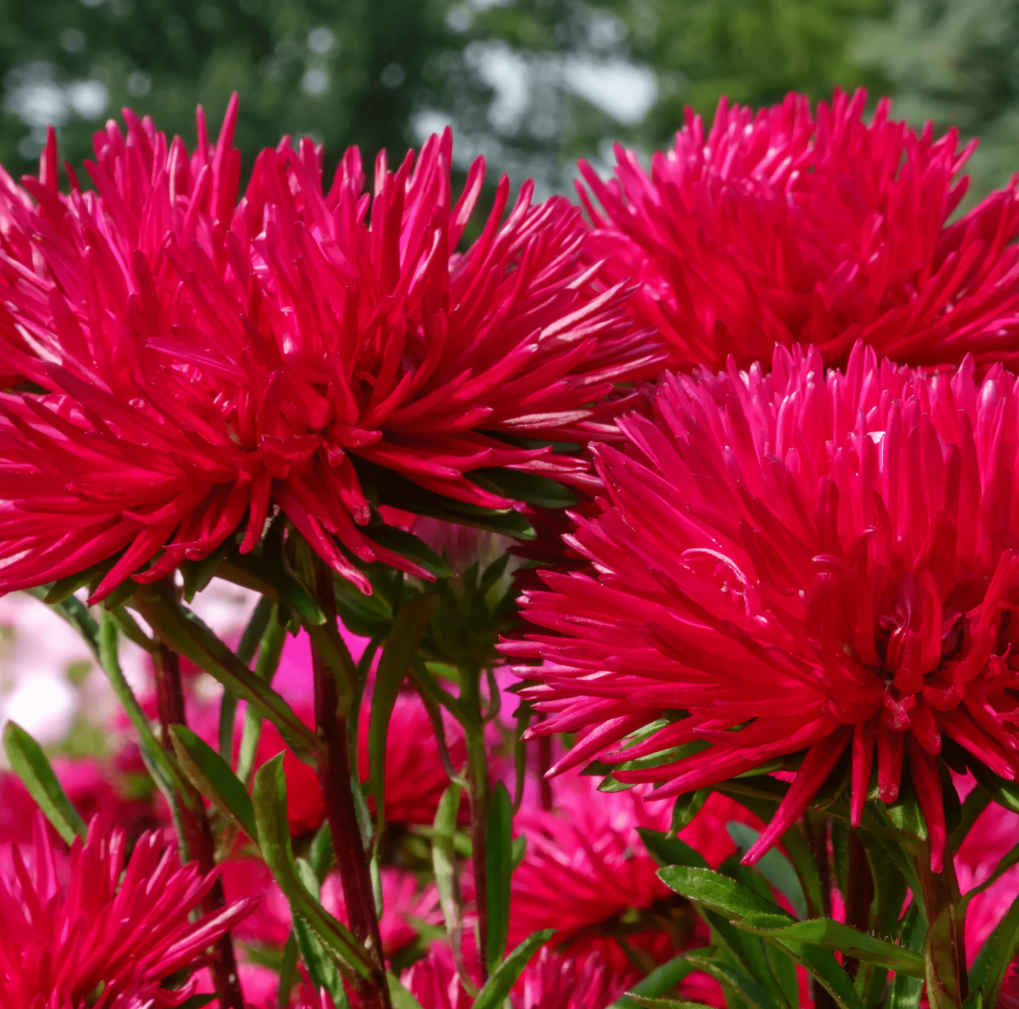 Red Gremlin Aster – 50 Seeds Southern Seeds