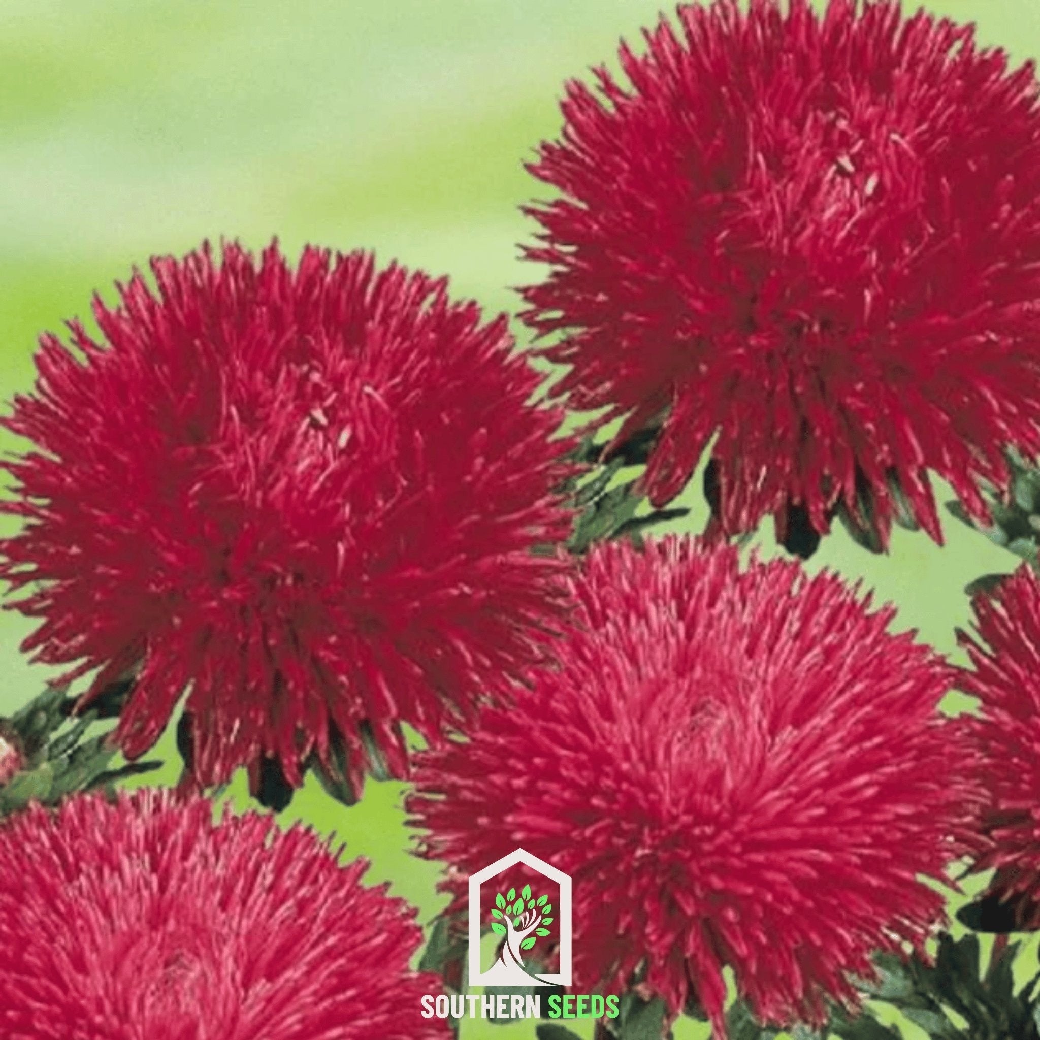 Red Gremlin Aster – 50 Seeds Southern Seeds