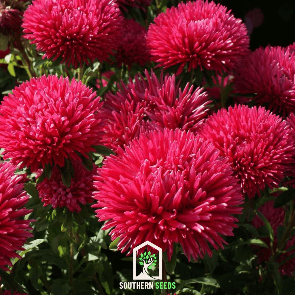 Red Gremlin Aster – 50 Seeds Southern Seeds