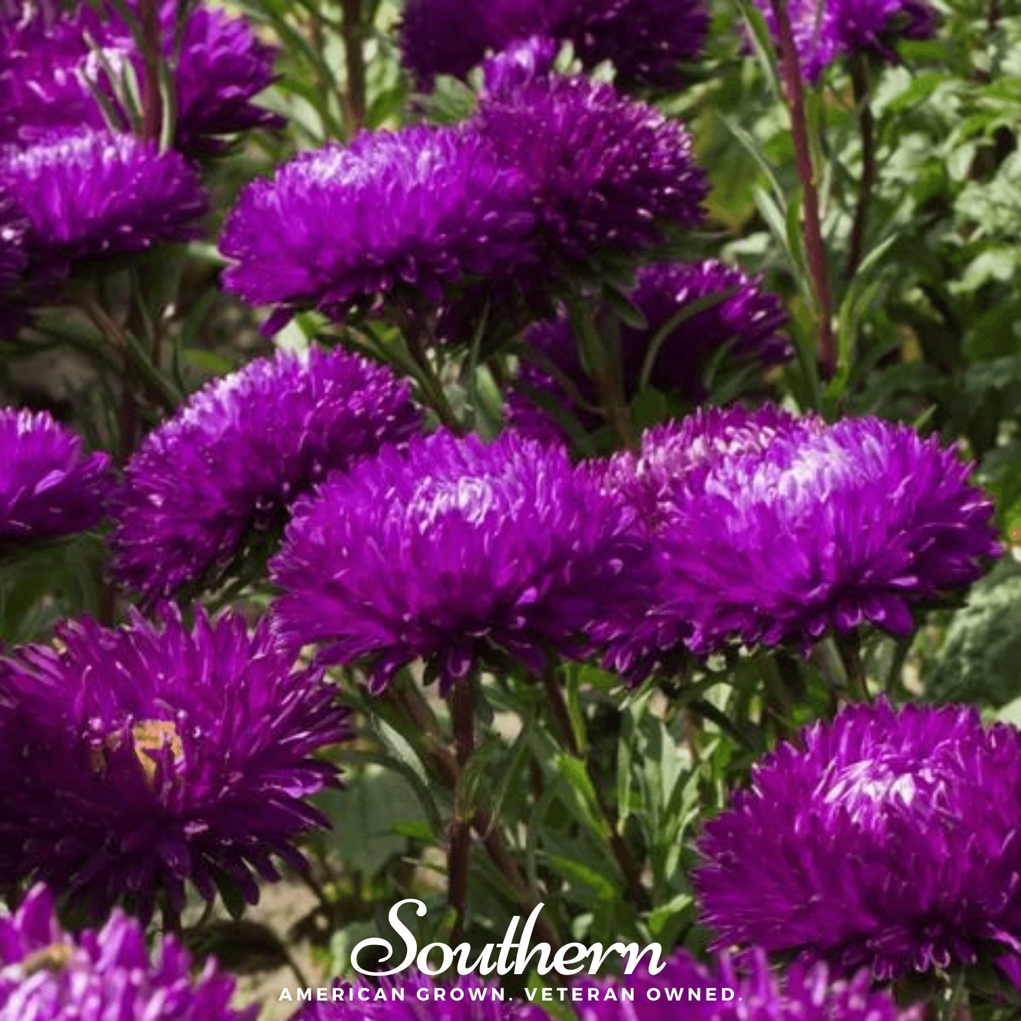 Violet Gremlin Aster – 50 Seeds Southern Seeds