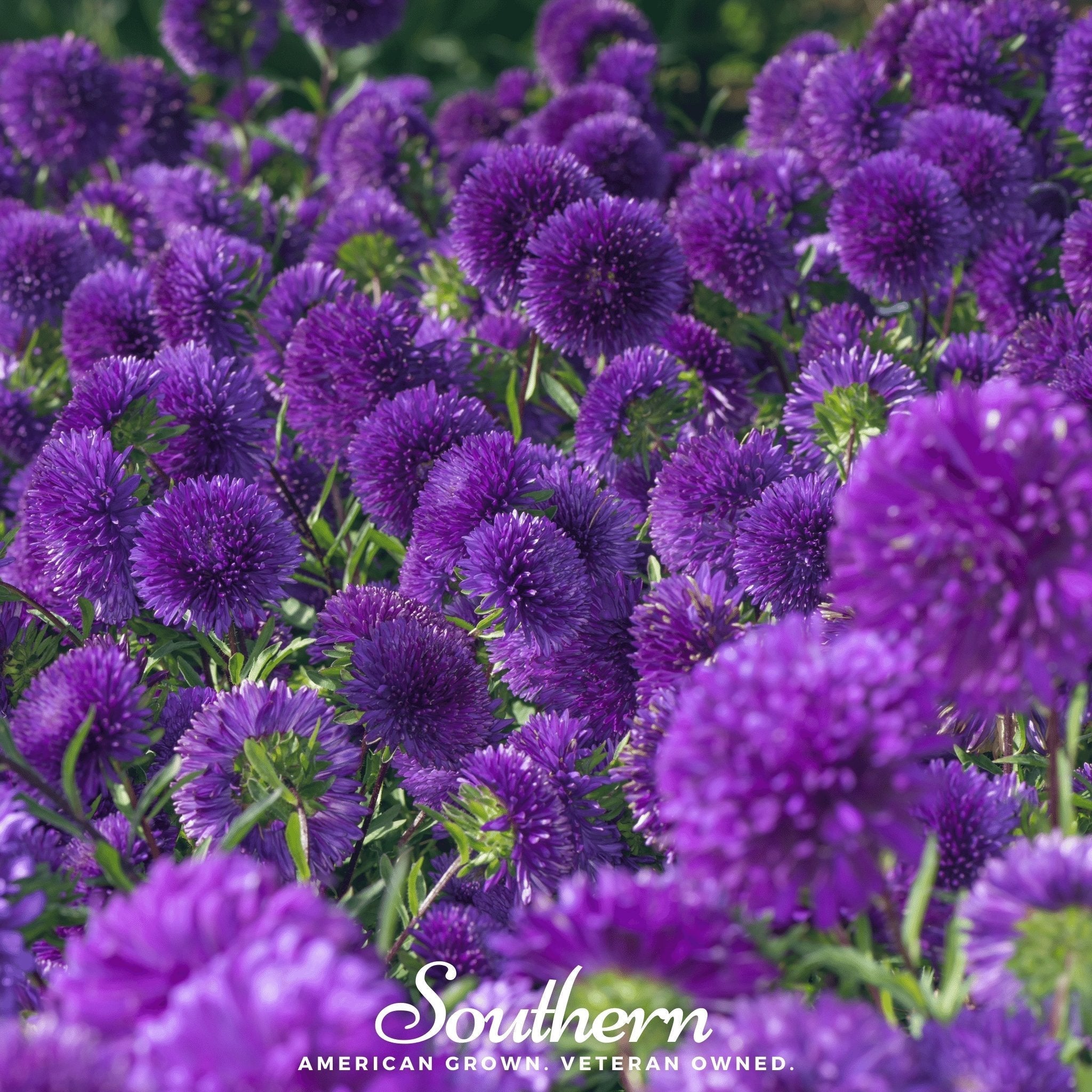 Violet Gremlin Aster – 50 Seeds Southern Seeds