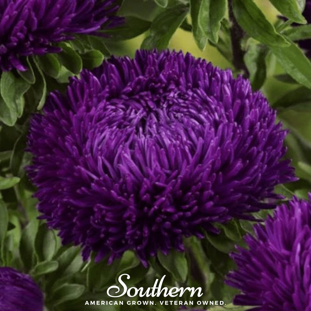 Violet Gremlin Aster – 50 Seeds Southern Seeds