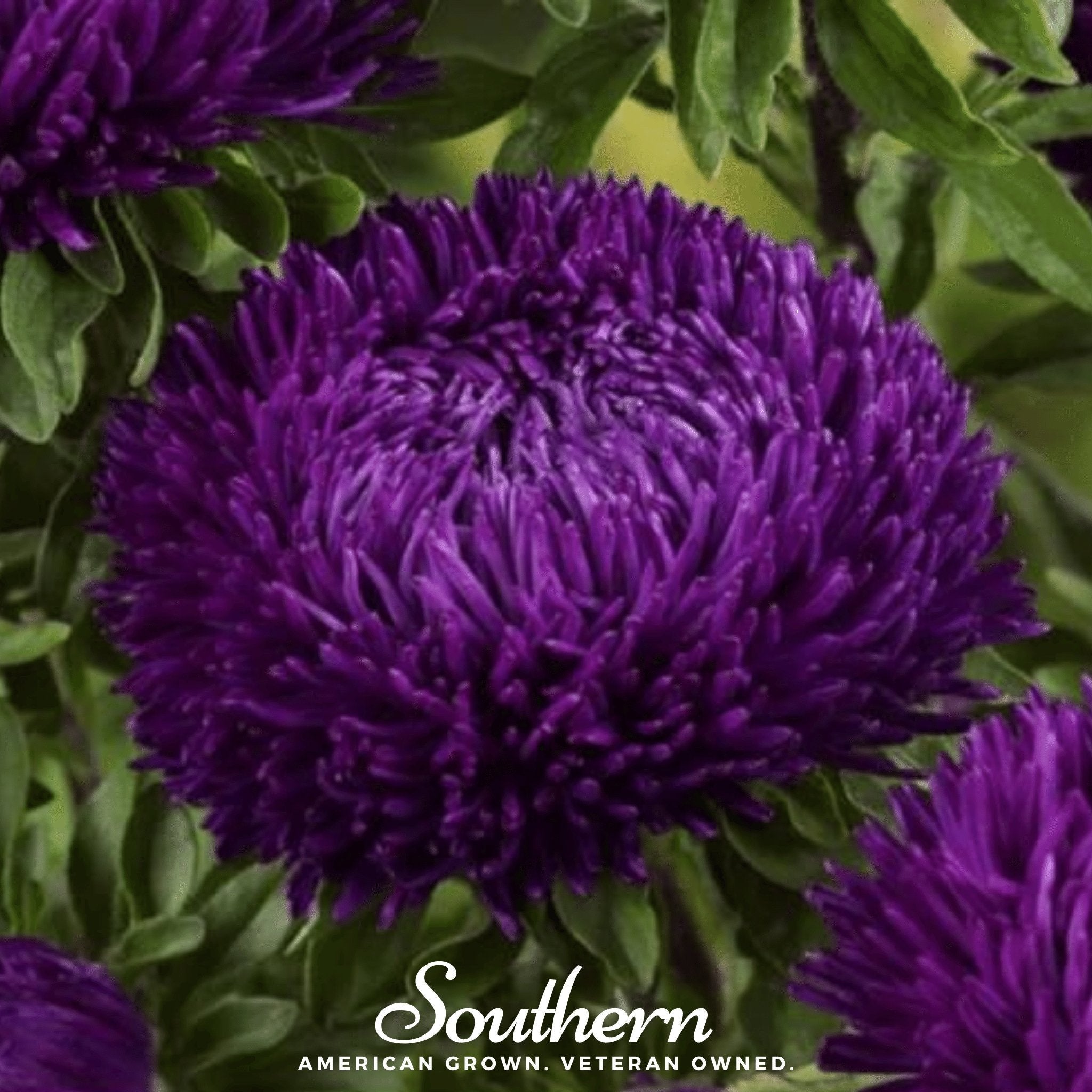 Violet Gremlin Aster – 50 Seeds Southern Seeds