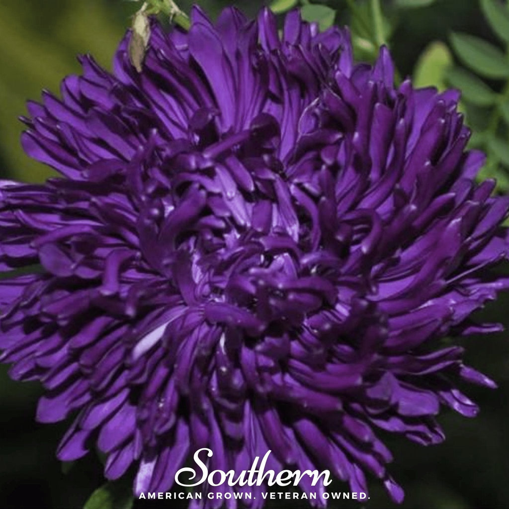 Violet Gremlin Aster – 50 Seeds Southern Seeds