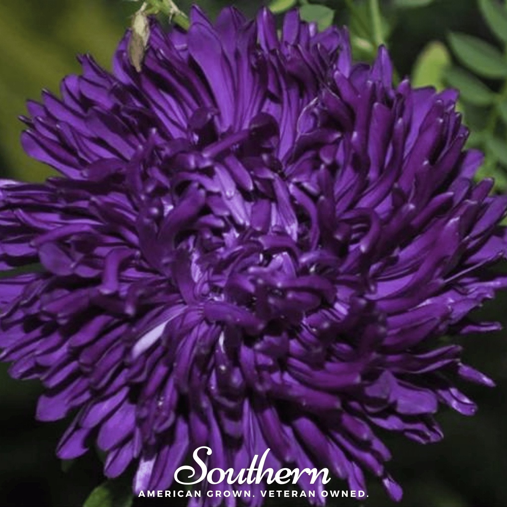 Violet Gremlin Aster – 50 Seeds Southern Seeds