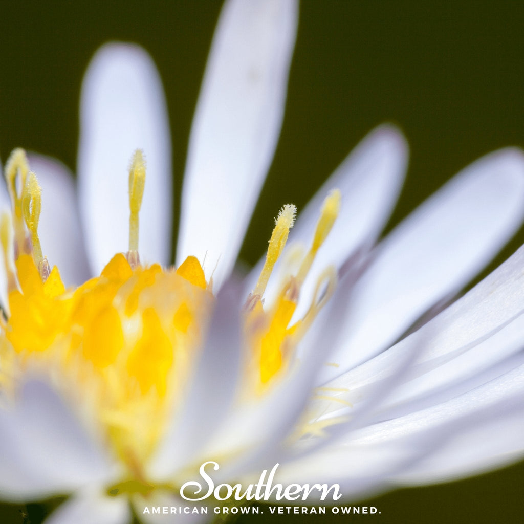 Heath White Aster – 50 Seeds Southern Seeds