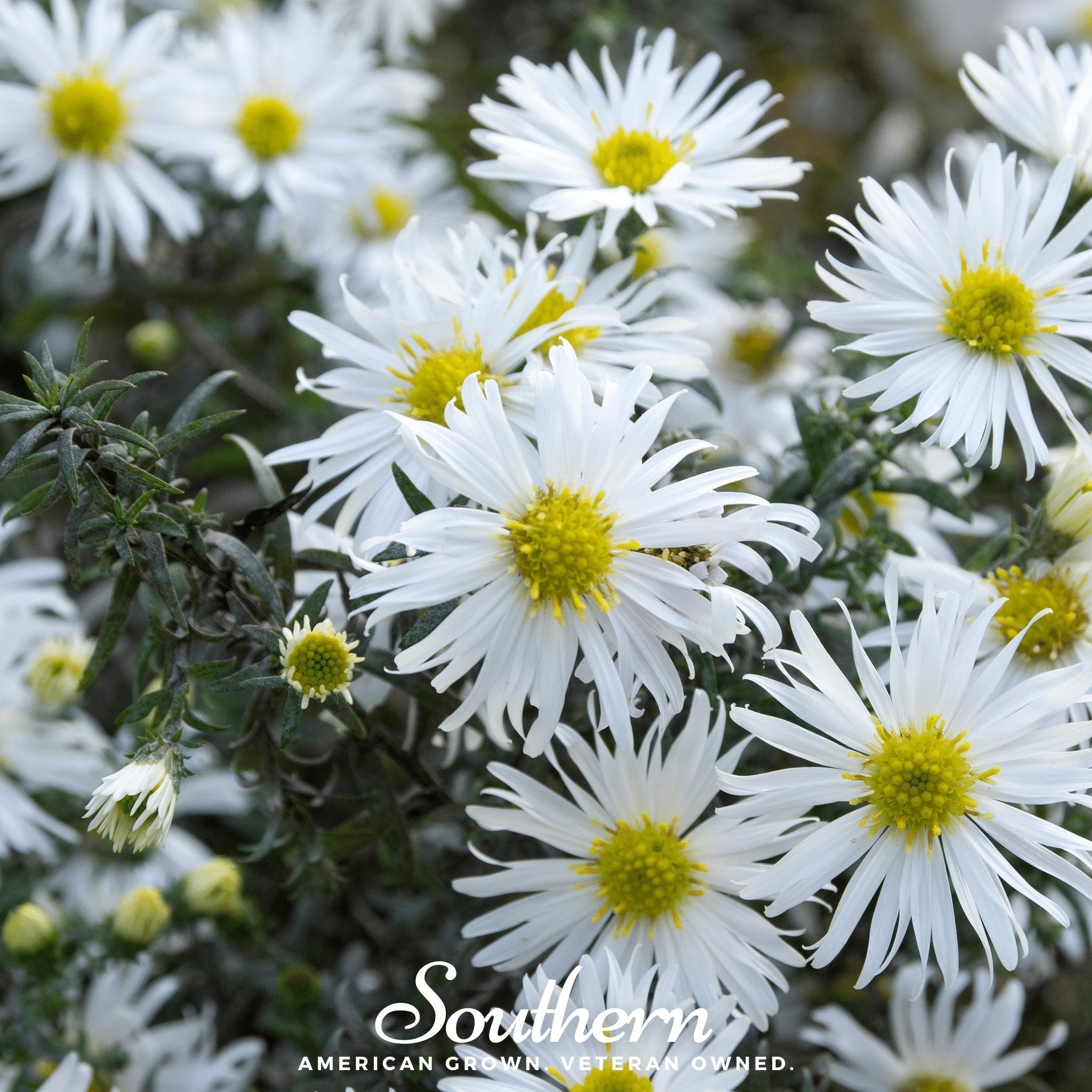 Heath White Aster – 50 Seeds Southern Seeds