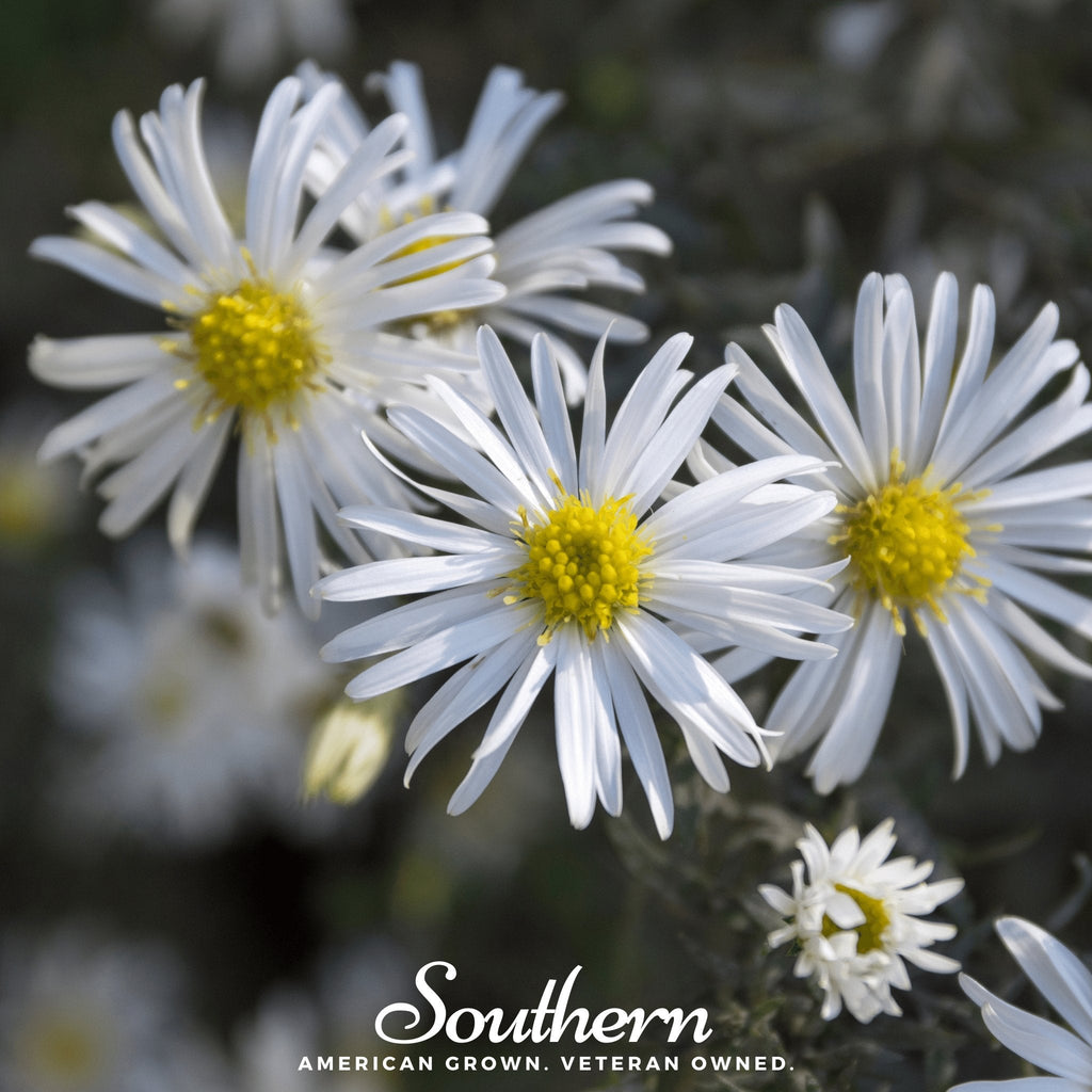 Heath White Aster – 50 Seeds Southern Seeds
