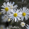 Heath White Aster – 50 Seeds Southern Seeds