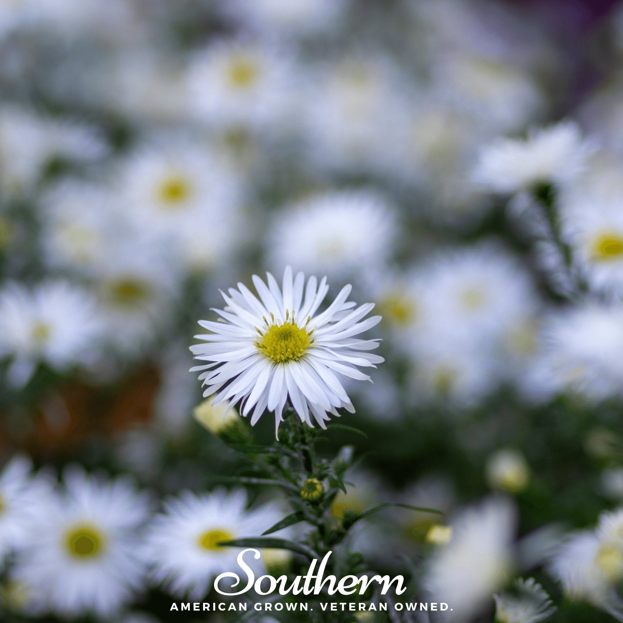 Heath White Aster – 50 Seeds Southern Seeds