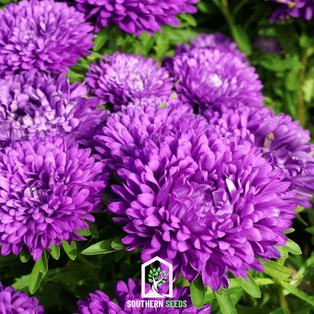 Milady Blue Aster – 50 Seeds Southern Seeds