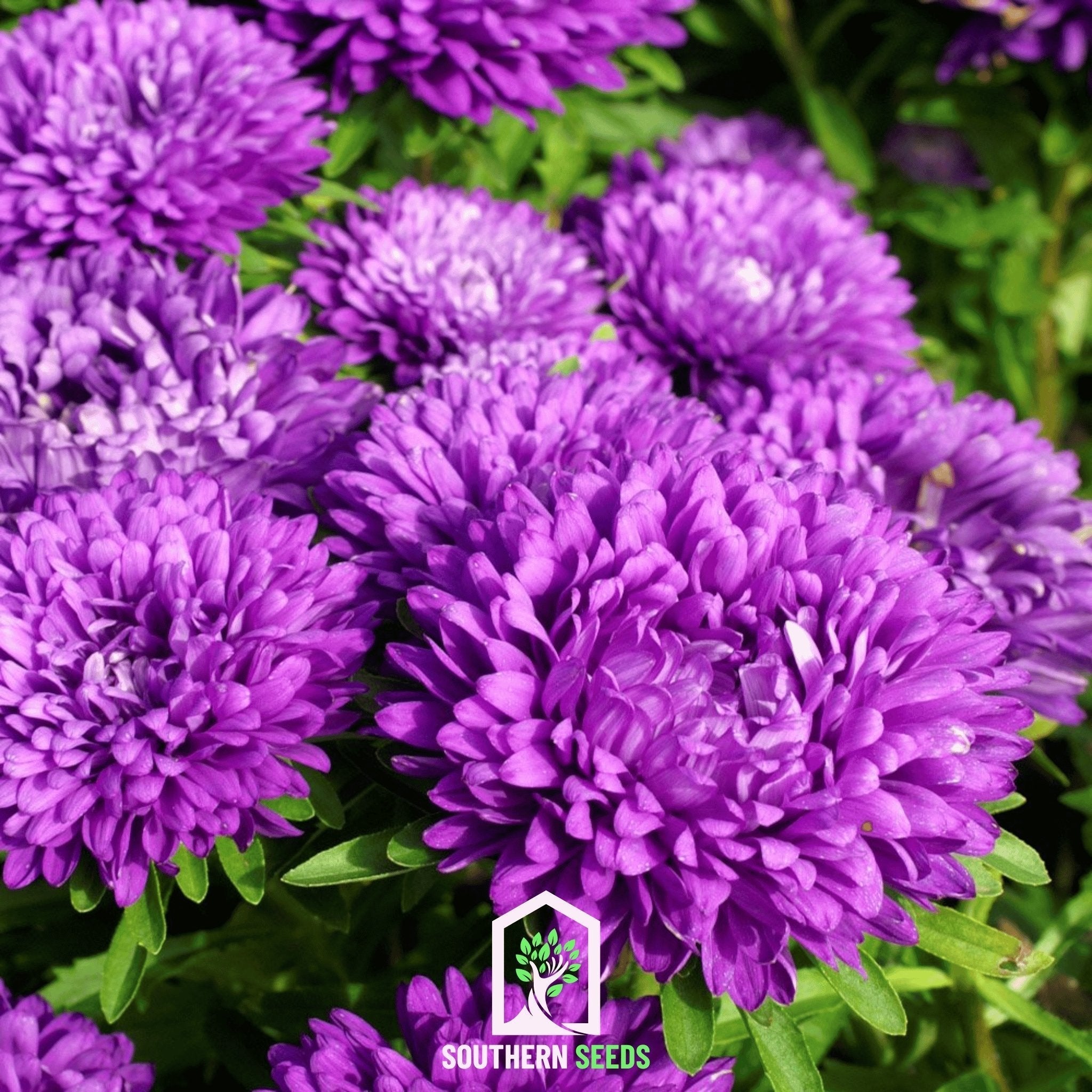 Milady Blue Aster – 50 Seeds Southern Seeds