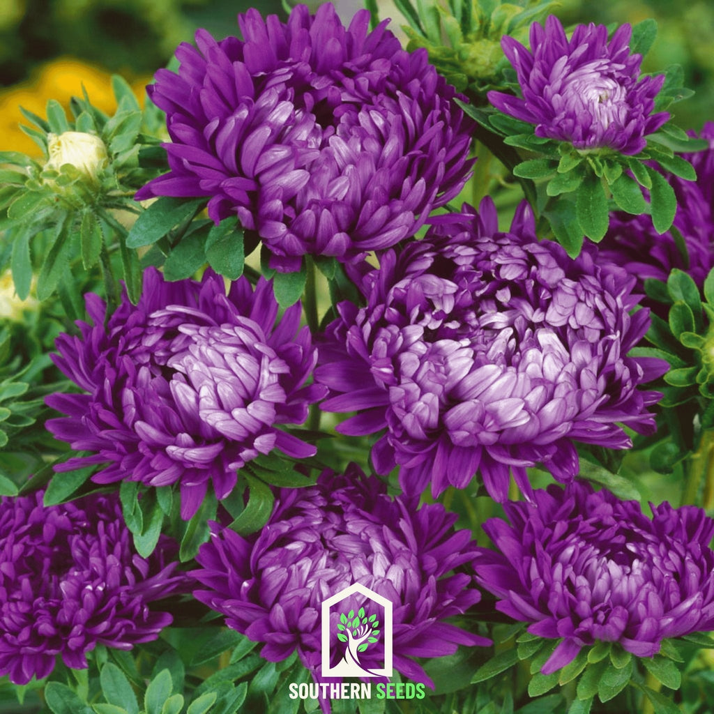 Milady Blue Aster – 50 Seeds Southern Seeds