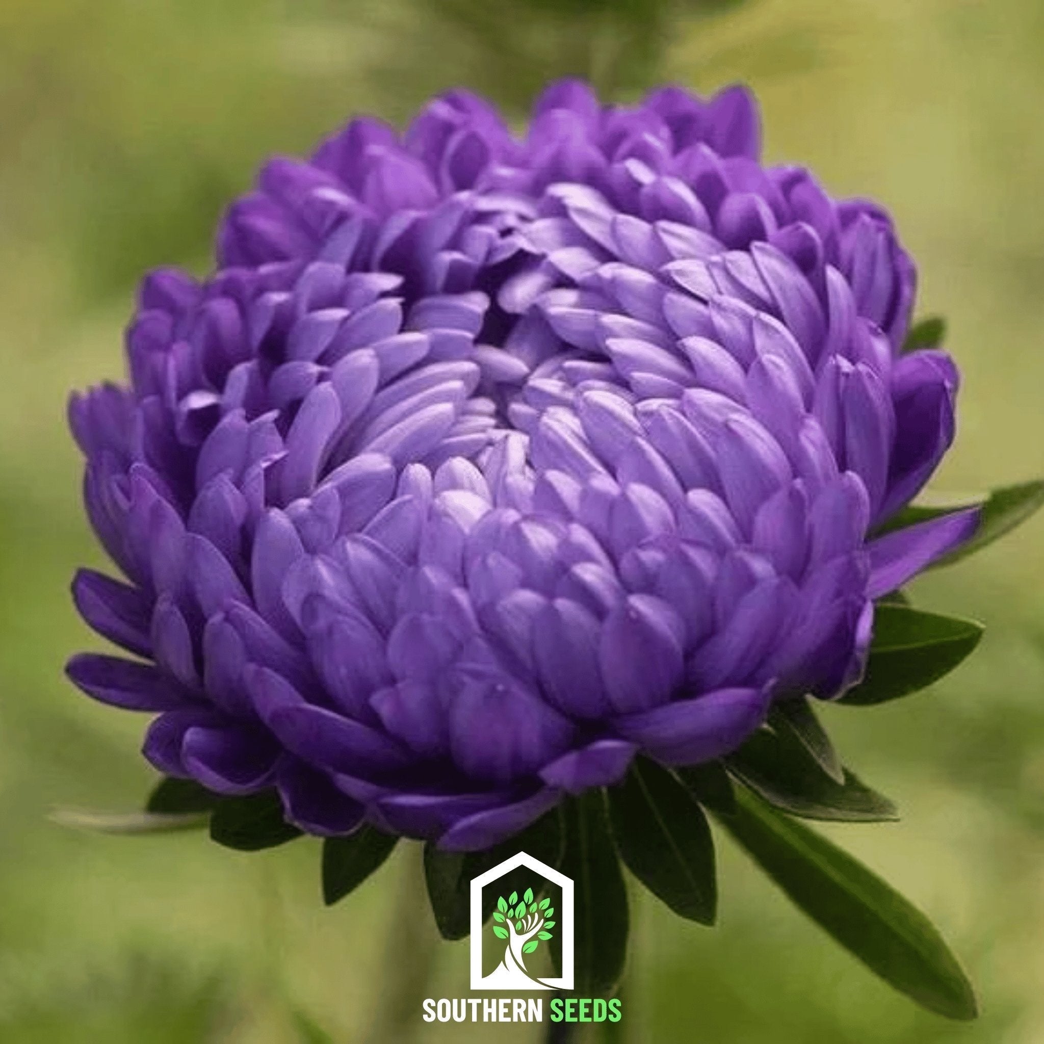Milady Blue Aster – 50 Seeds Southern Seeds