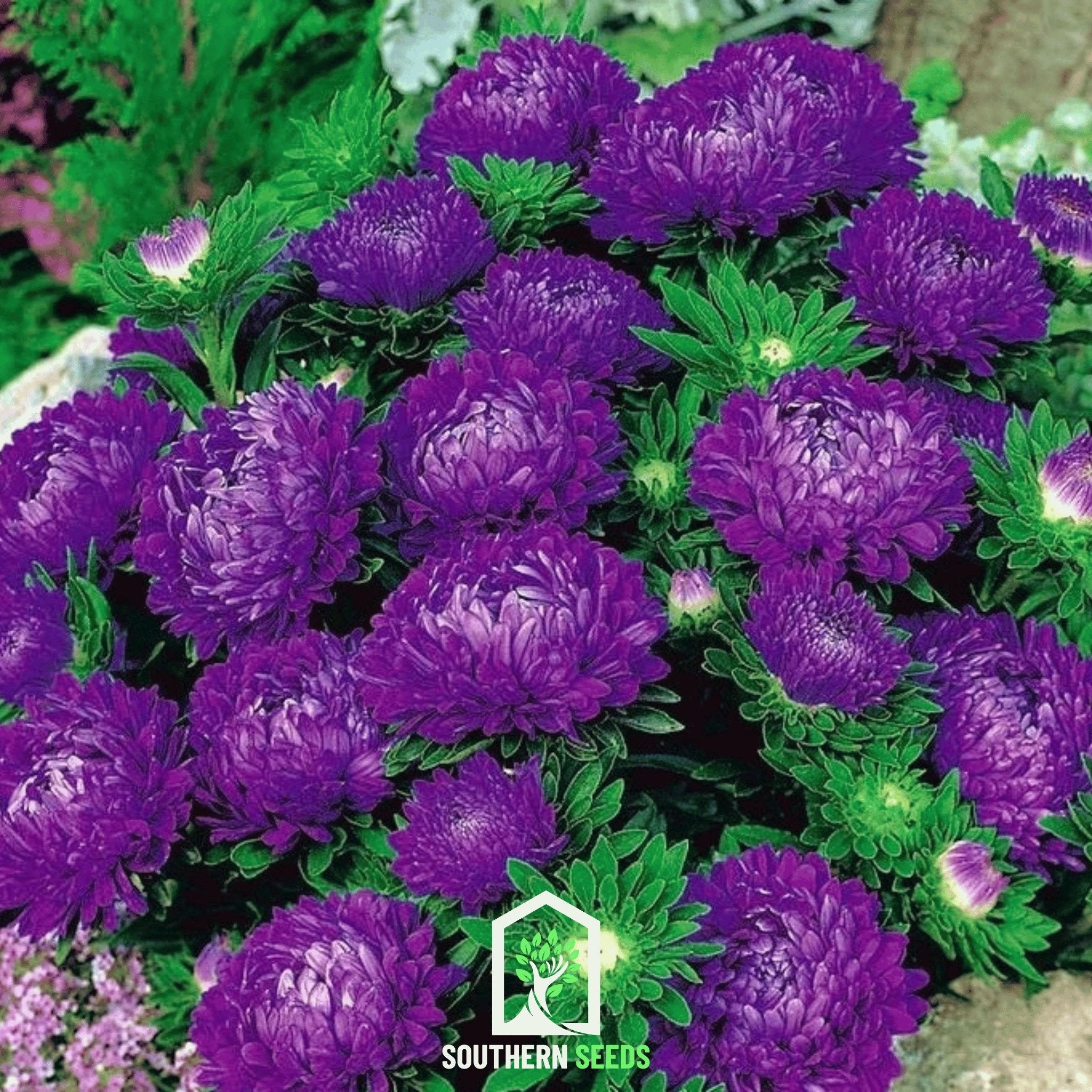 Milady Blue Aster – 50 Seeds Southern Seeds