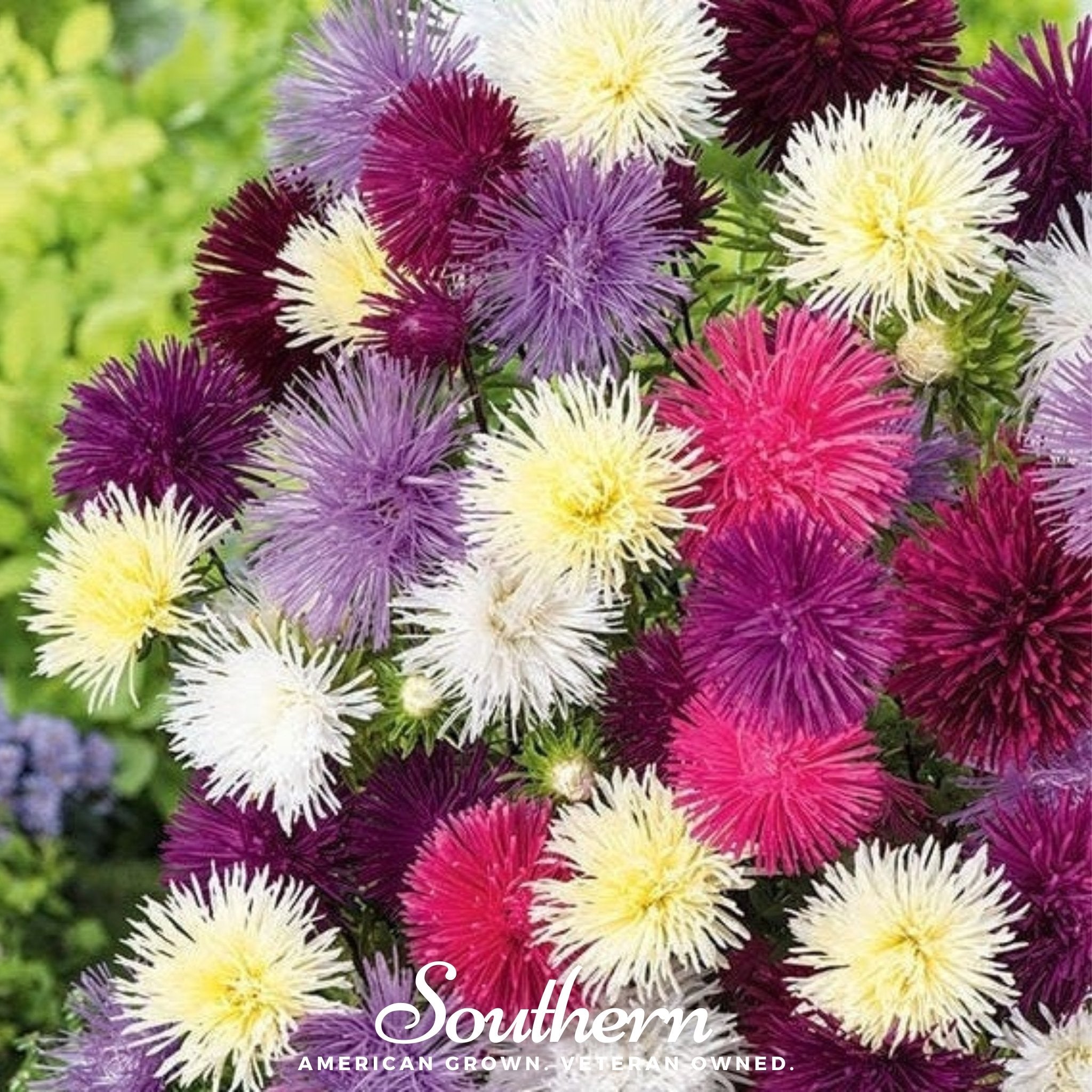 Needle Mix Aster – 50 Seeds Southern Seeds