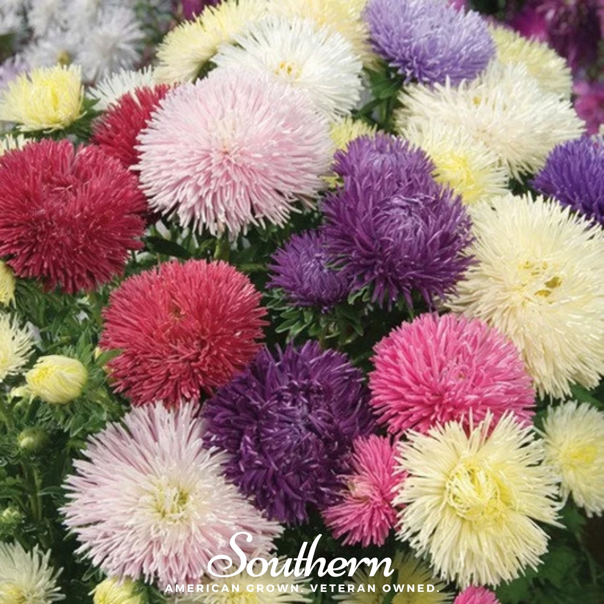 Needle Mix Aster – 50 Seeds Southern Seeds
