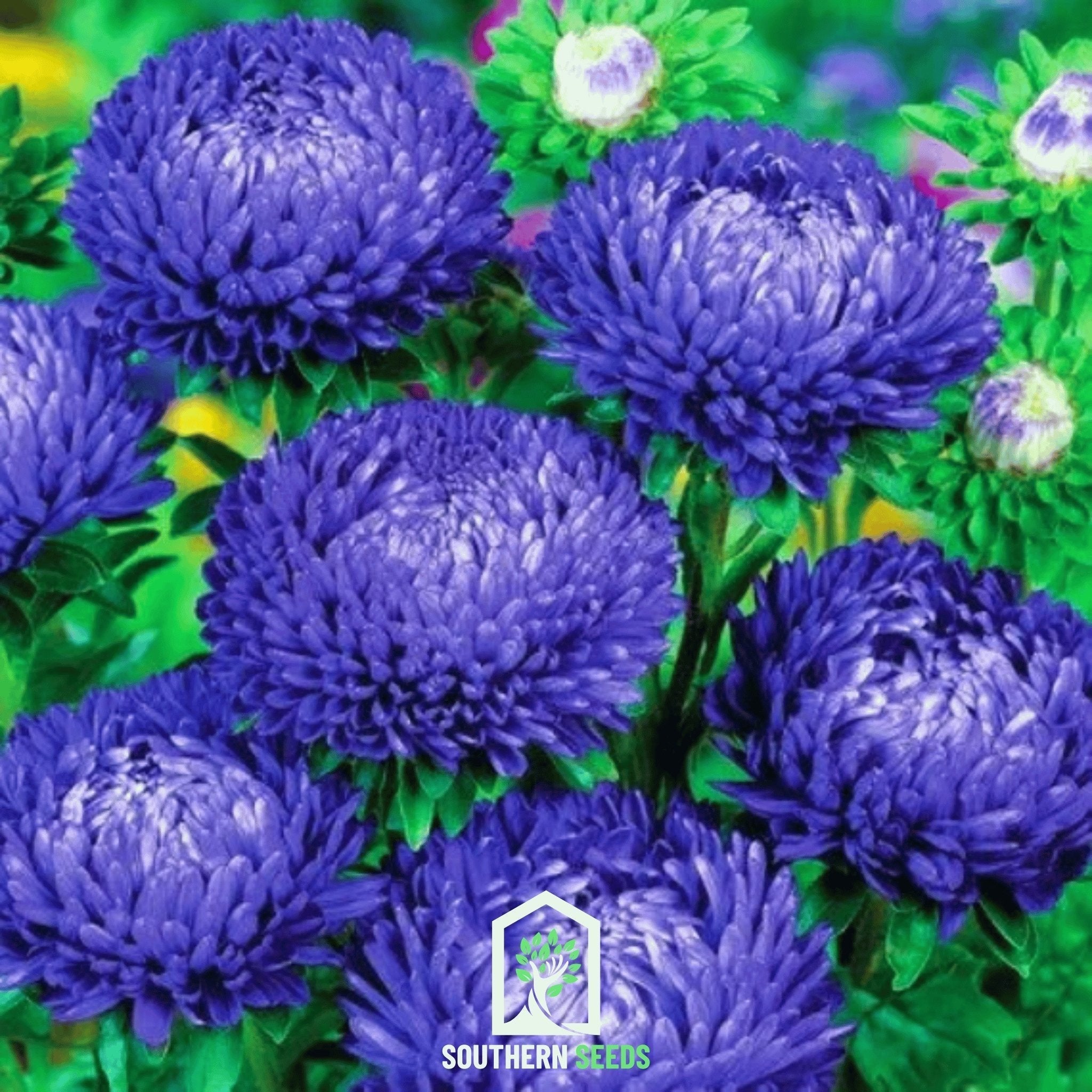 Dark Blue Paeony Duchess Aster – 50 Seeds Southern Seeds