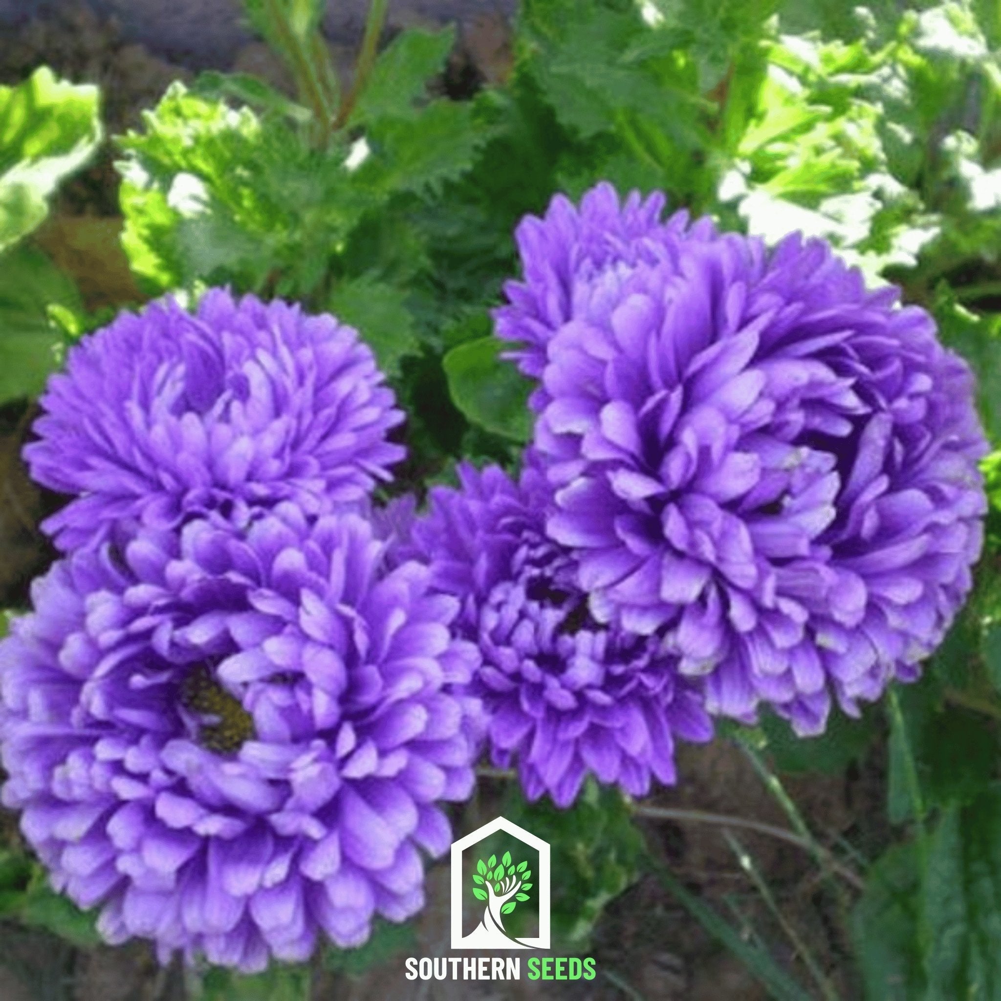 Dark Blue Paeony Duchess Aster – 50 Seeds Southern Seeds