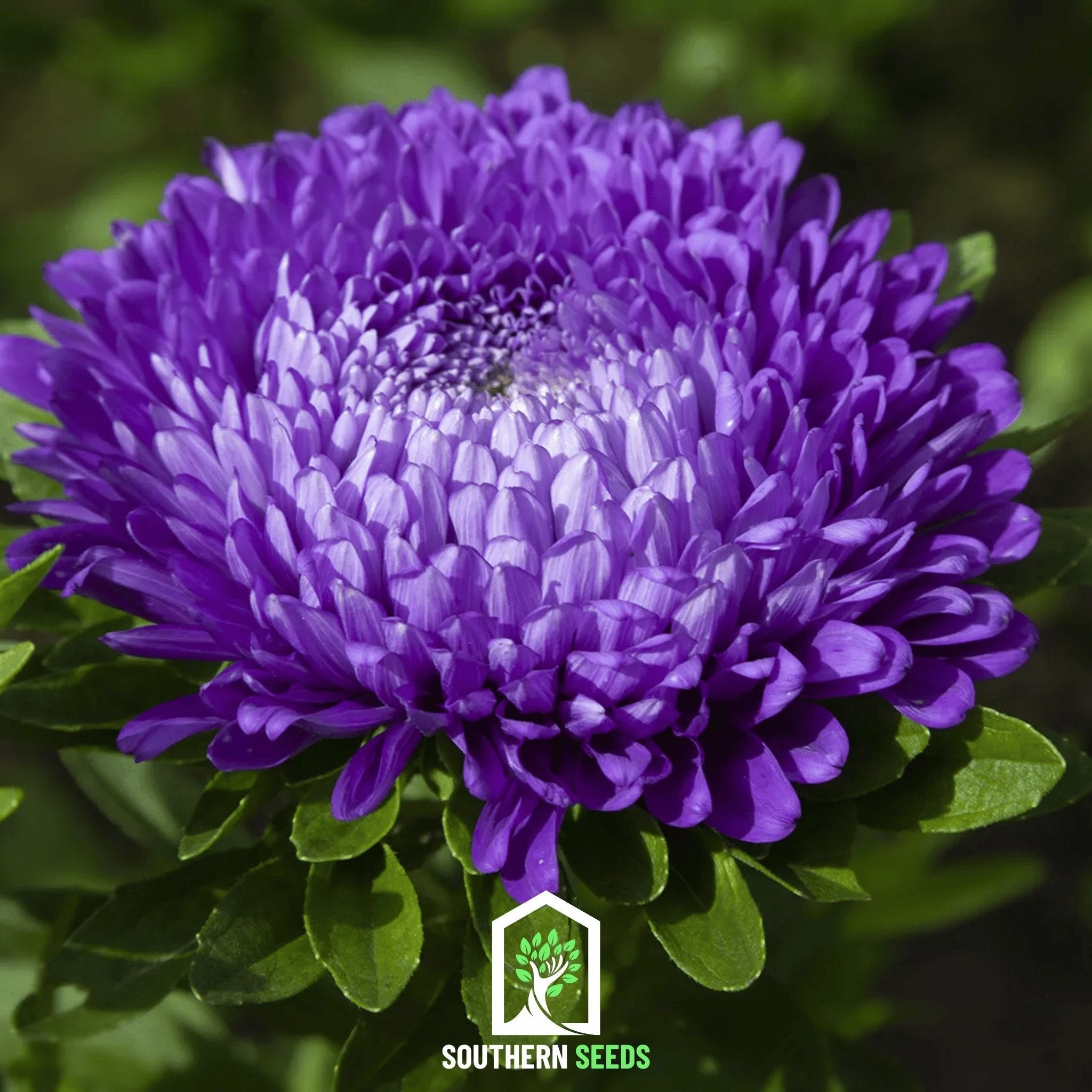 Dark Blue Paeony Duchess Aster – 50 Seeds Southern Seeds