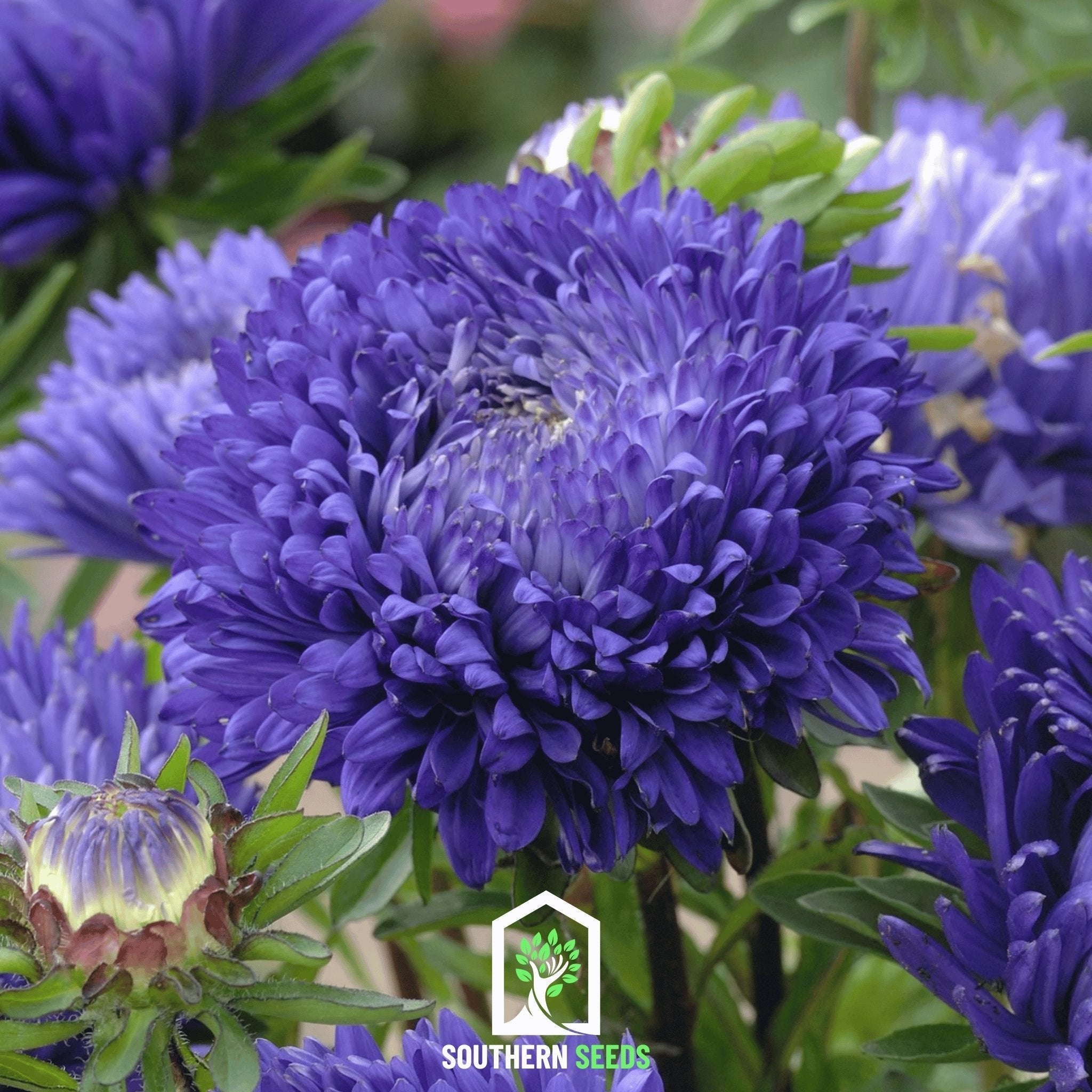 Dark Blue Paeony Duchess Aster – 50 Seeds Southern Seeds