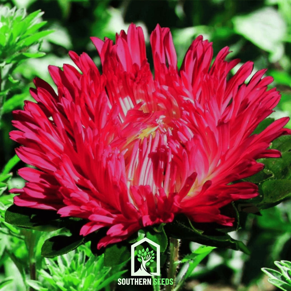 Scarlet Paeony Duchess Aster – 50 Seeds Southern Seeds