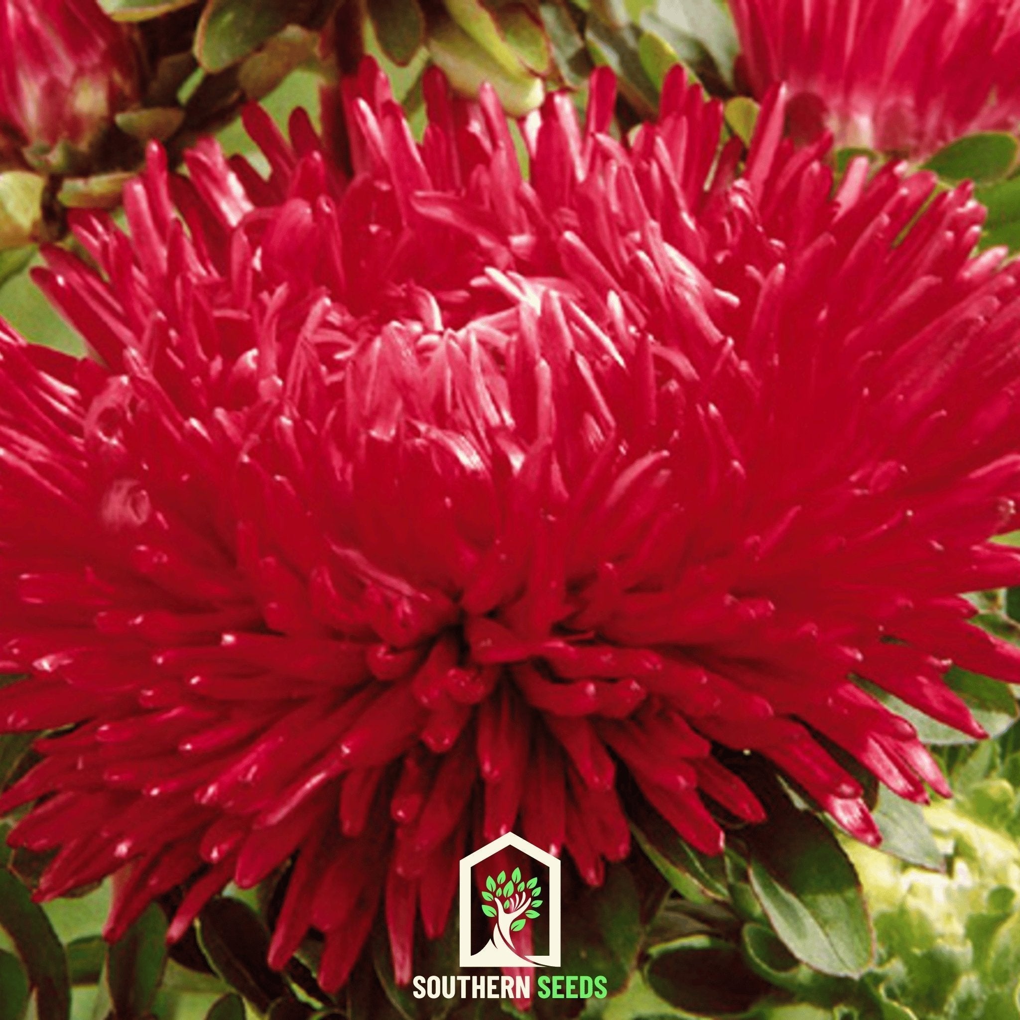 Scarlet Paeony Duchess Aster – 50 Seeds Southern Seeds
