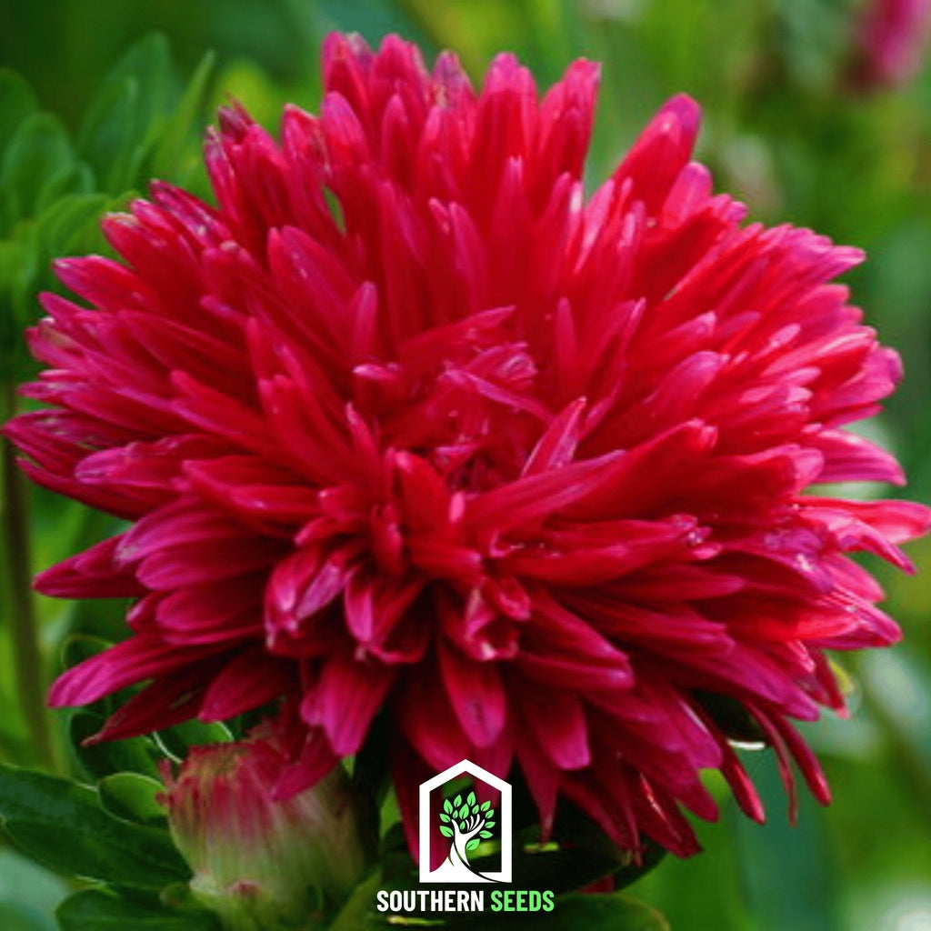 Scarlet Paeony Duchess Aster – 50 Seeds Southern Seeds
