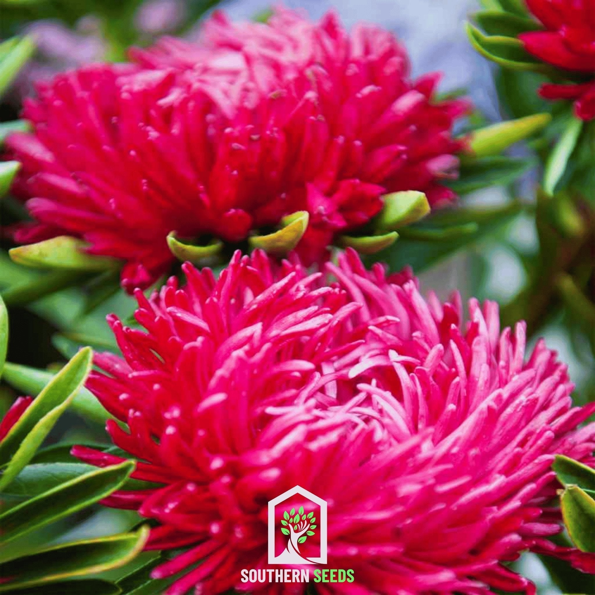 Scarlet Paeony Duchess Aster – 50 Seeds Southern Seeds