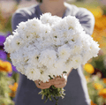 White Paeony Duchess Aster – 50 Seeds Southern Seeds