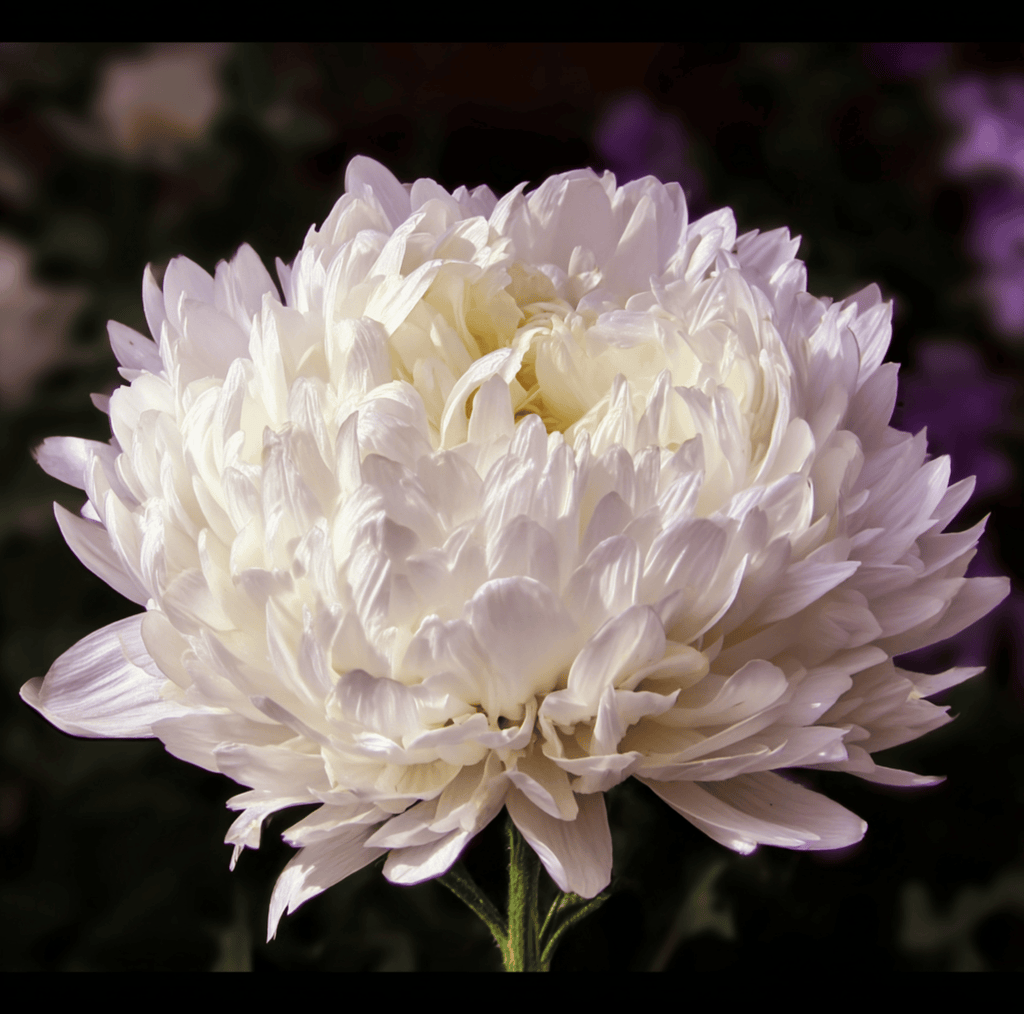 White Paeony Duchess Aster – 50 Seeds Southern Seeds