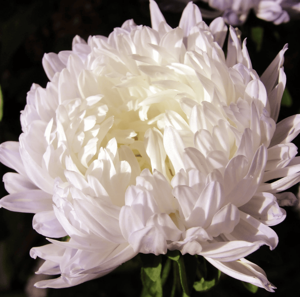 White Paeony Duchess Aster – 50 Seeds Southern Seeds