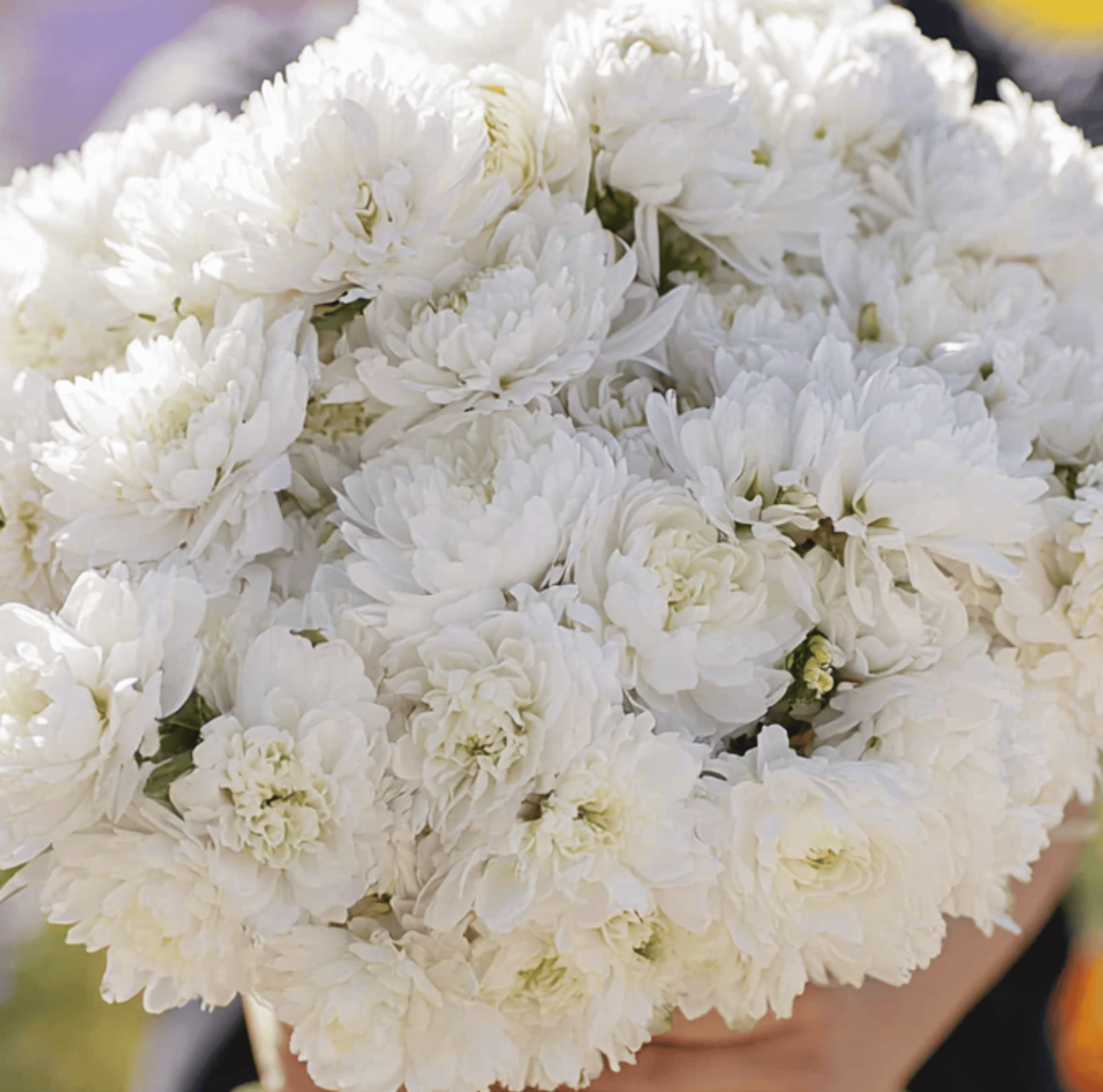 White Paeony Duchess Aster – 50 Seeds Southern Seeds