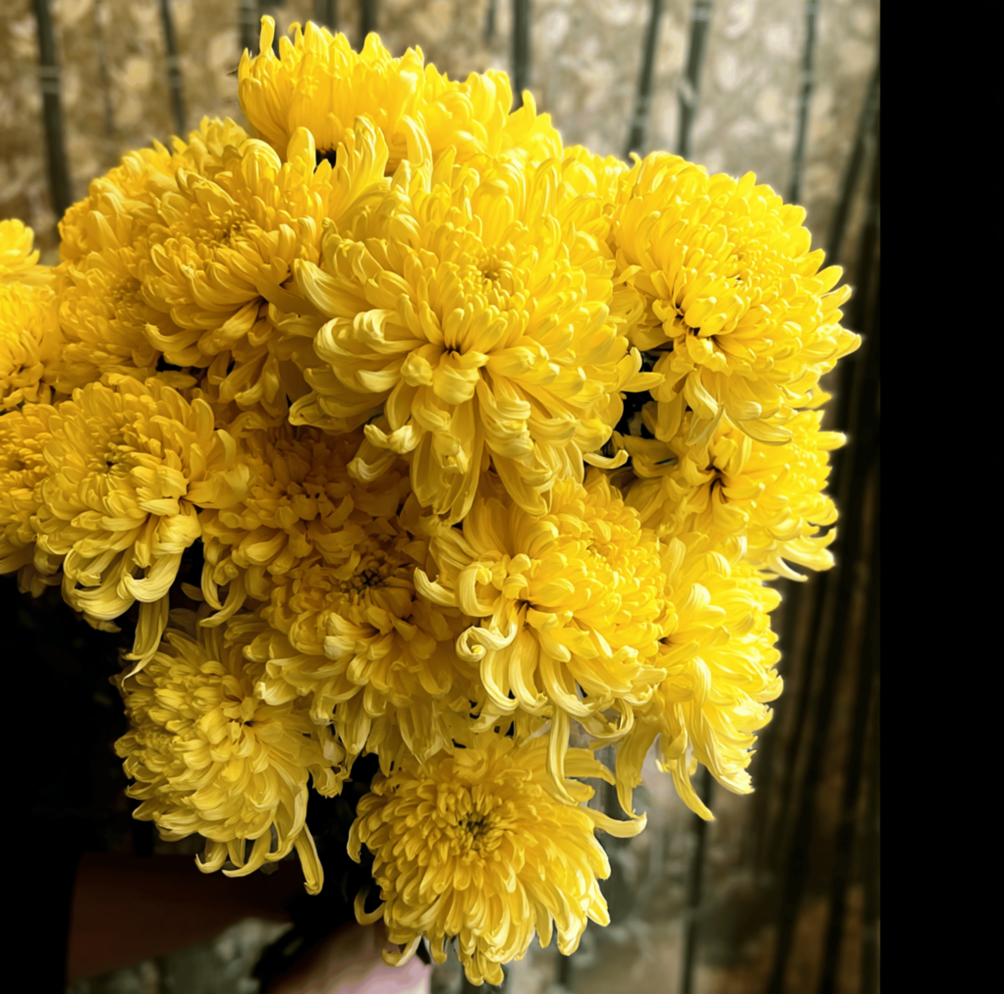 Yellow Paeony Duchess Aster – 50 Seeds Southern Seeds