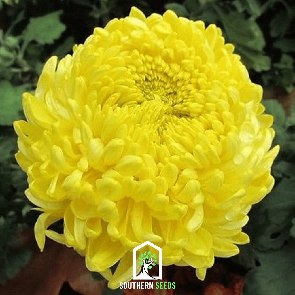 Yellow Paeony Duchess Aster – 50 Seeds Southern Seeds