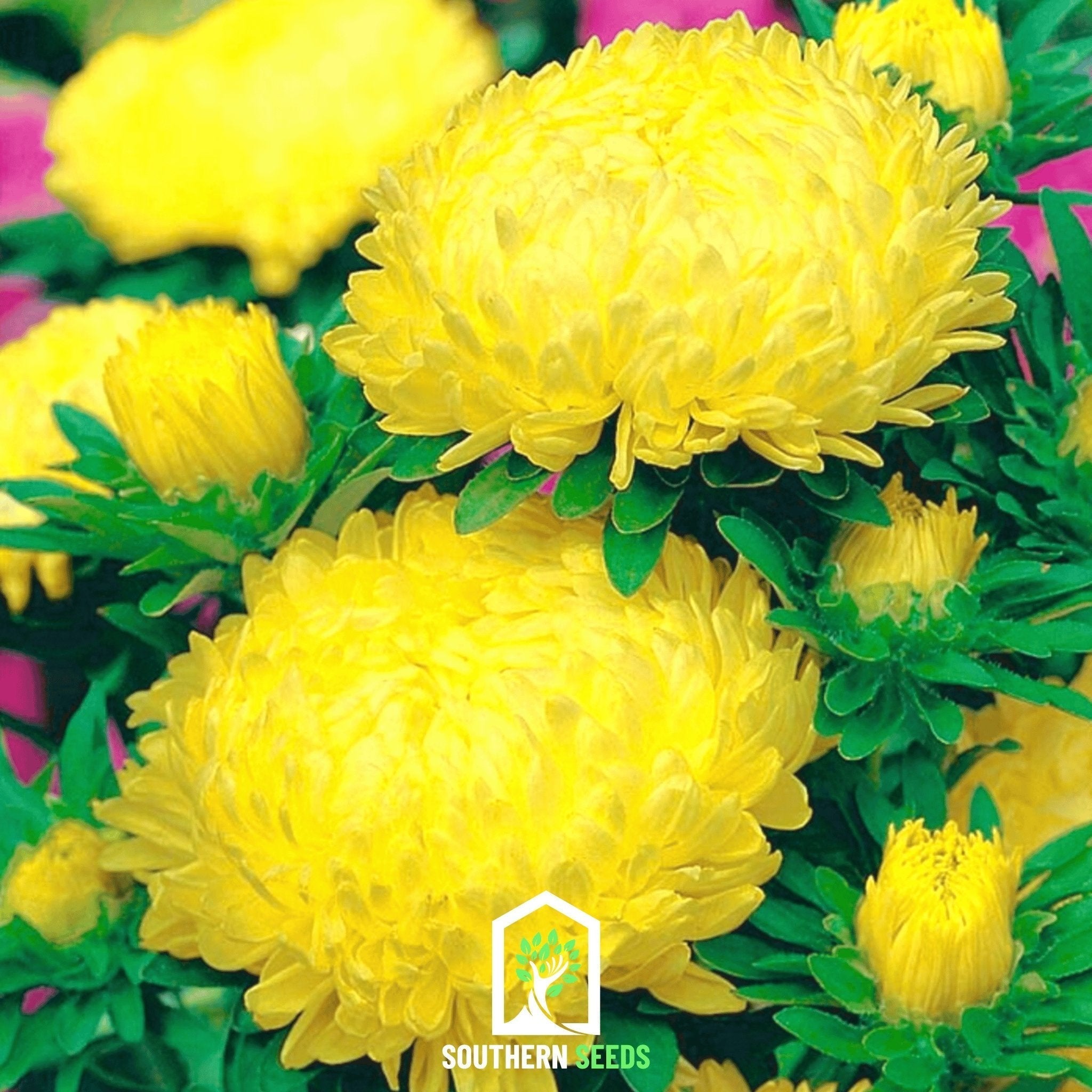 Yellow Paeony Duchess Aster – 50 Seeds Southern Seeds