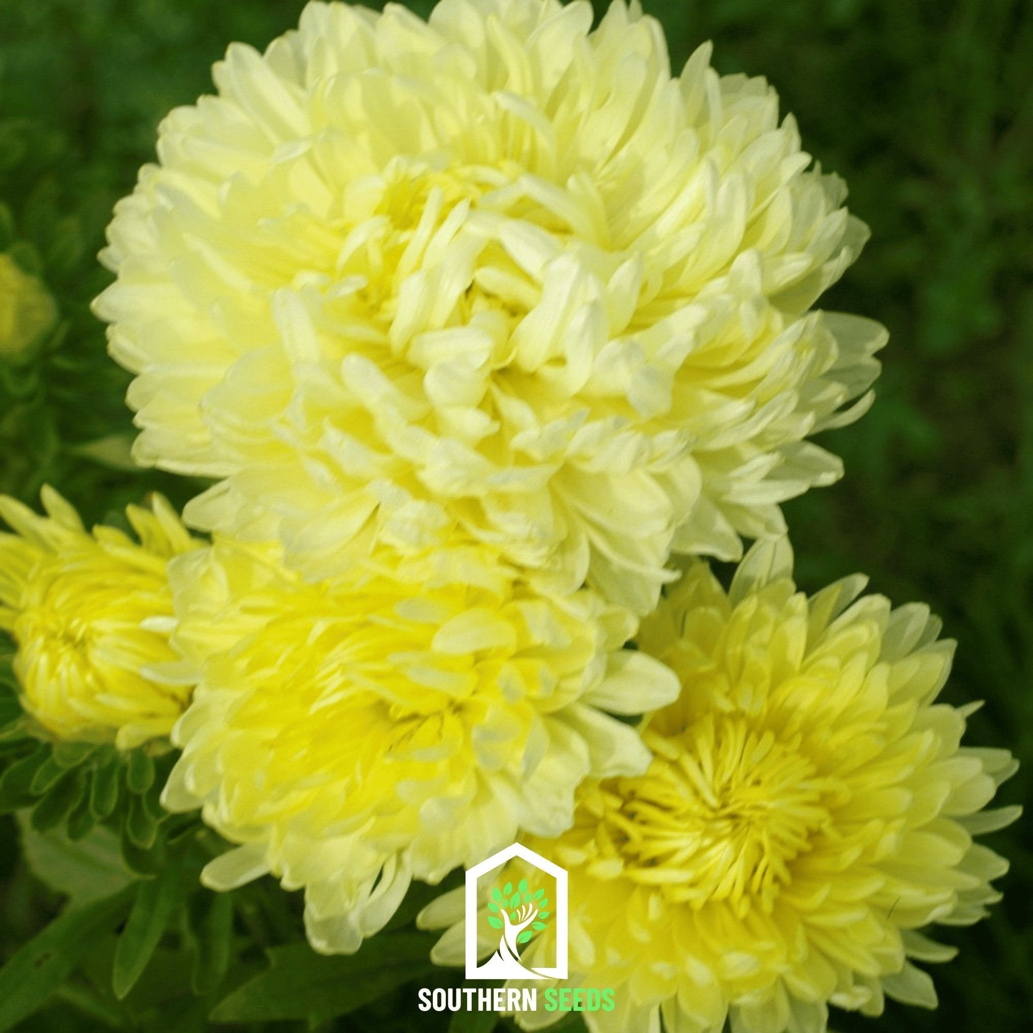 Yellow Paeony Duchess Aster – 50 Seeds Southern Seeds