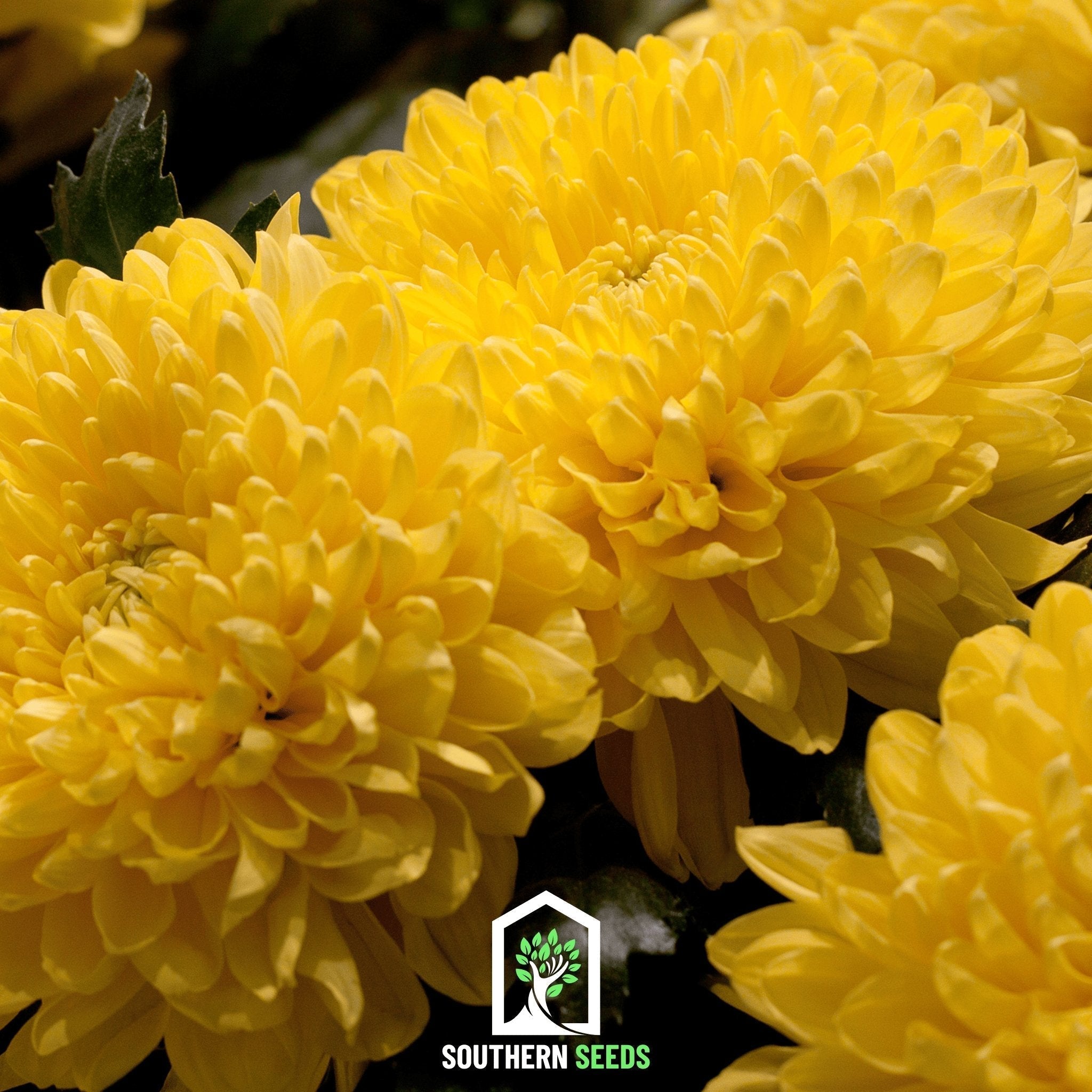 Yellow Paeony Duchess Aster – 50 Seeds Southern Seeds
