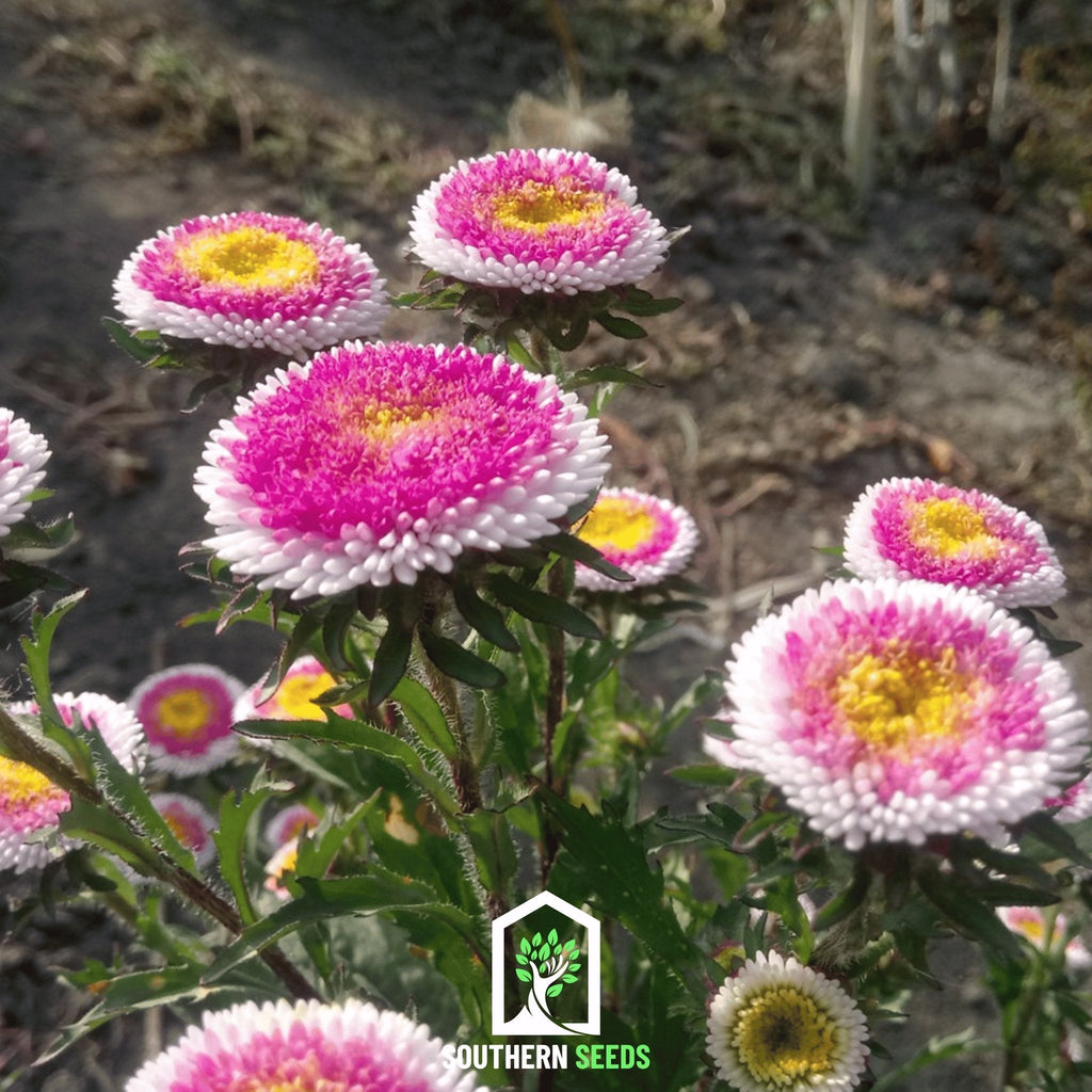 Hi-No-Maru Pompon Aster – 50 Seeds Southern Seeds