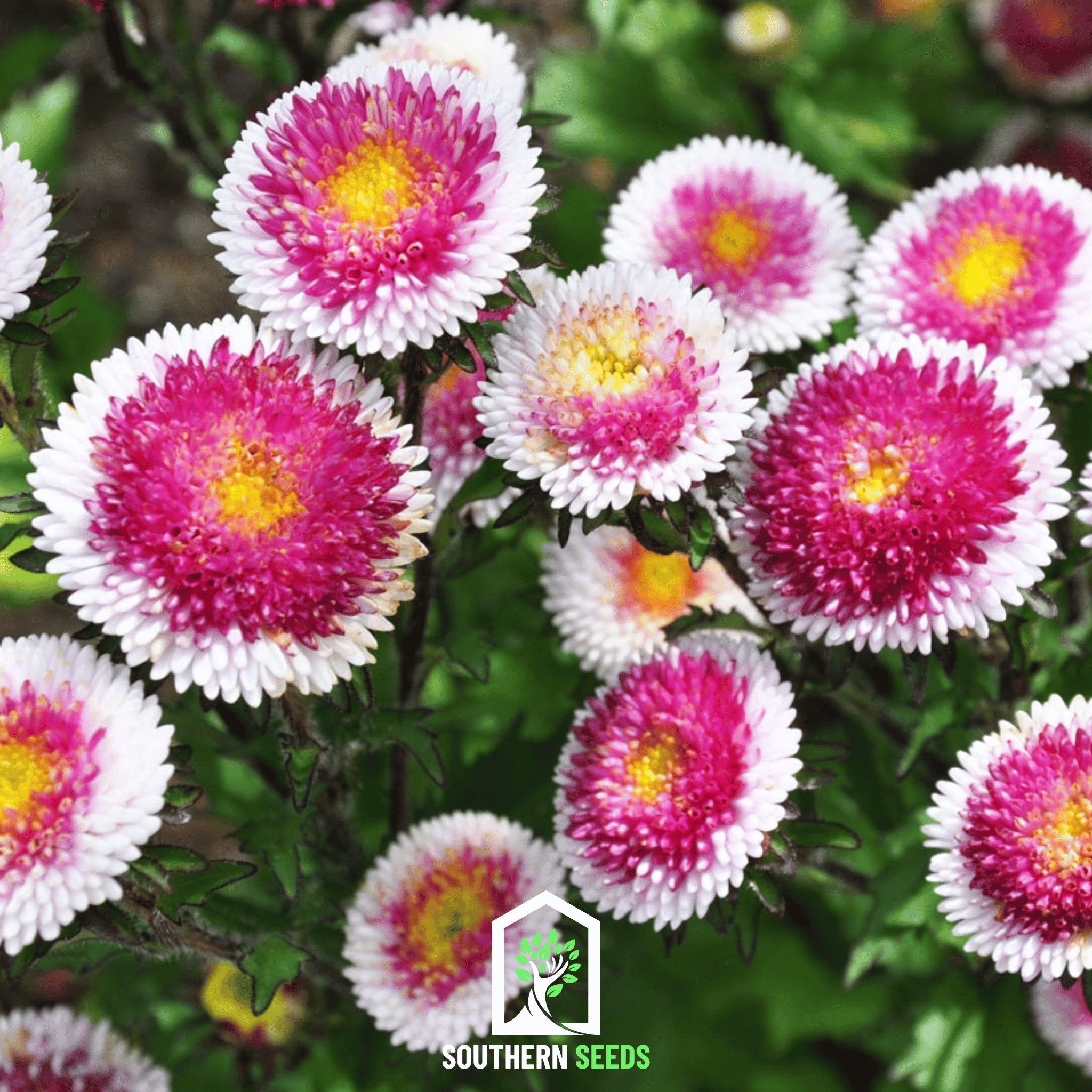 Hi-No-Maru Pompon Aster – 50 Seeds Southern Seeds