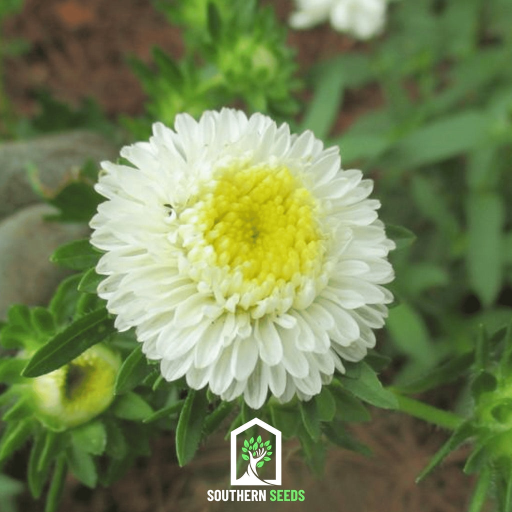 White Pompon Aster – 50 Seeds Southern Seeds