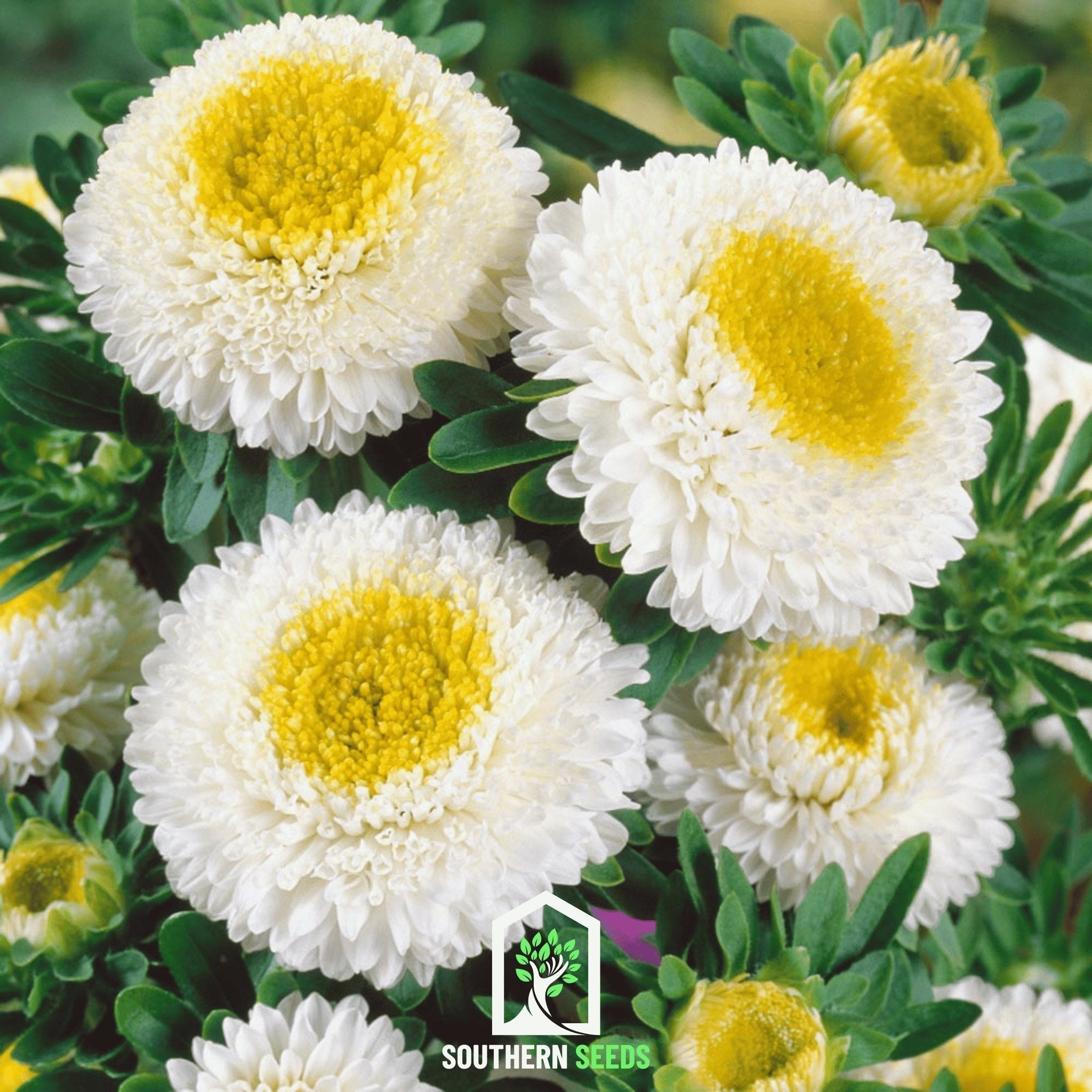 White Pompon Aster – 50 Seeds Southern Seeds