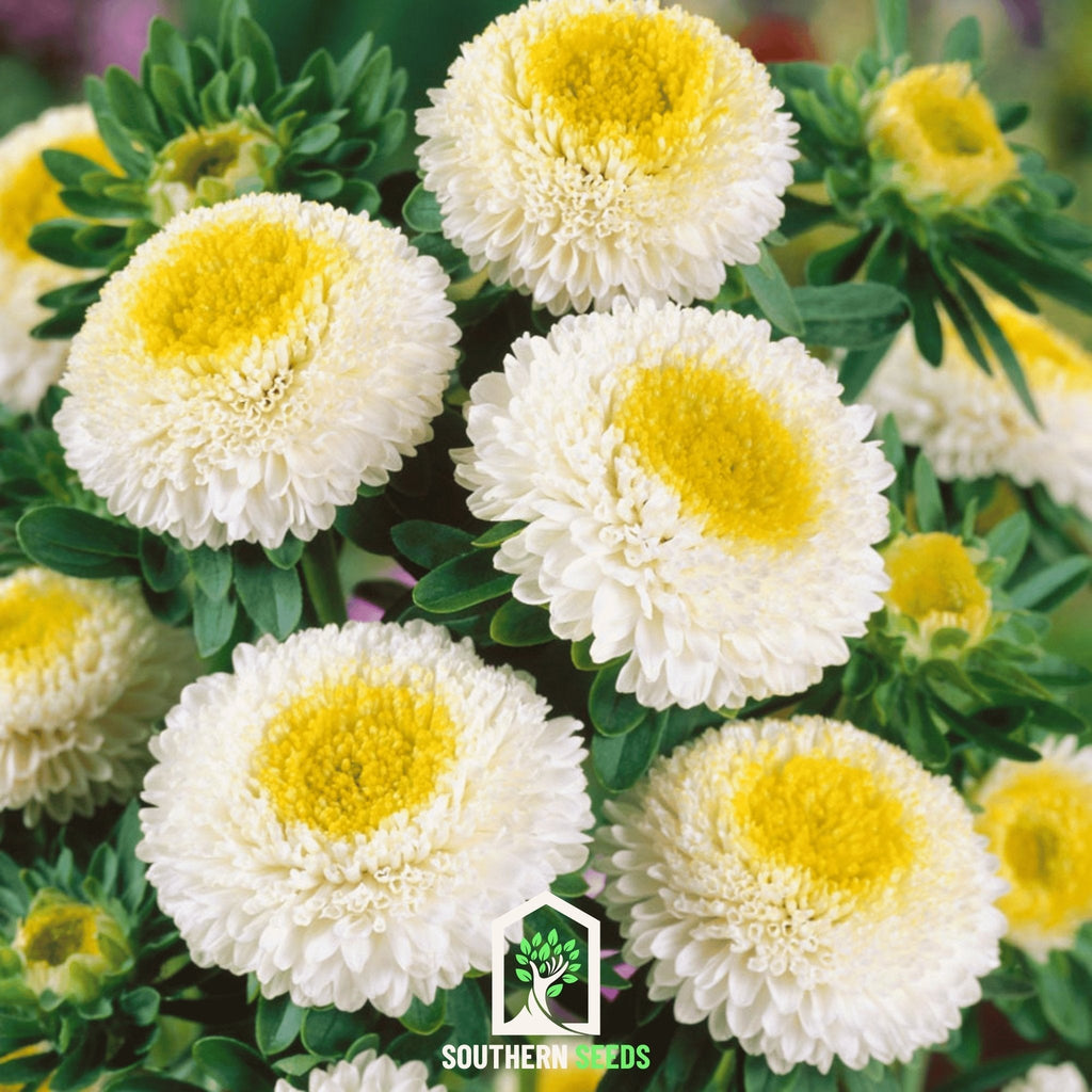 White Pompon Aster – 50 Seeds Southern Seeds