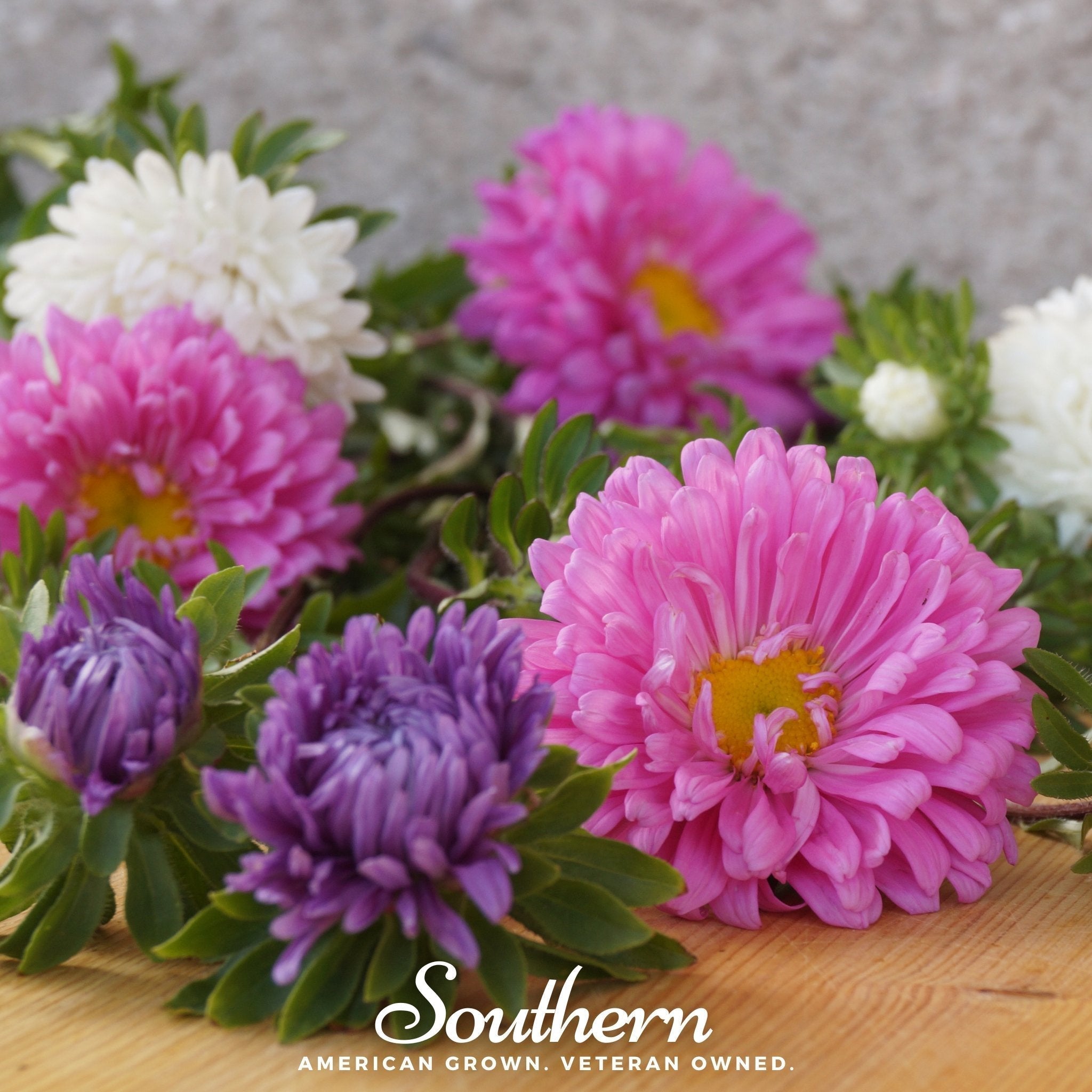 Powder Puff Aster – 50 Seeds Southern Seeds