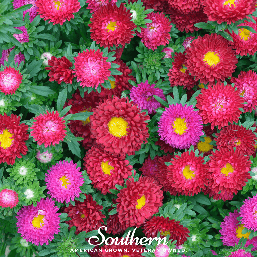 Powder Puff Aster – 50 Seeds Southern Seeds