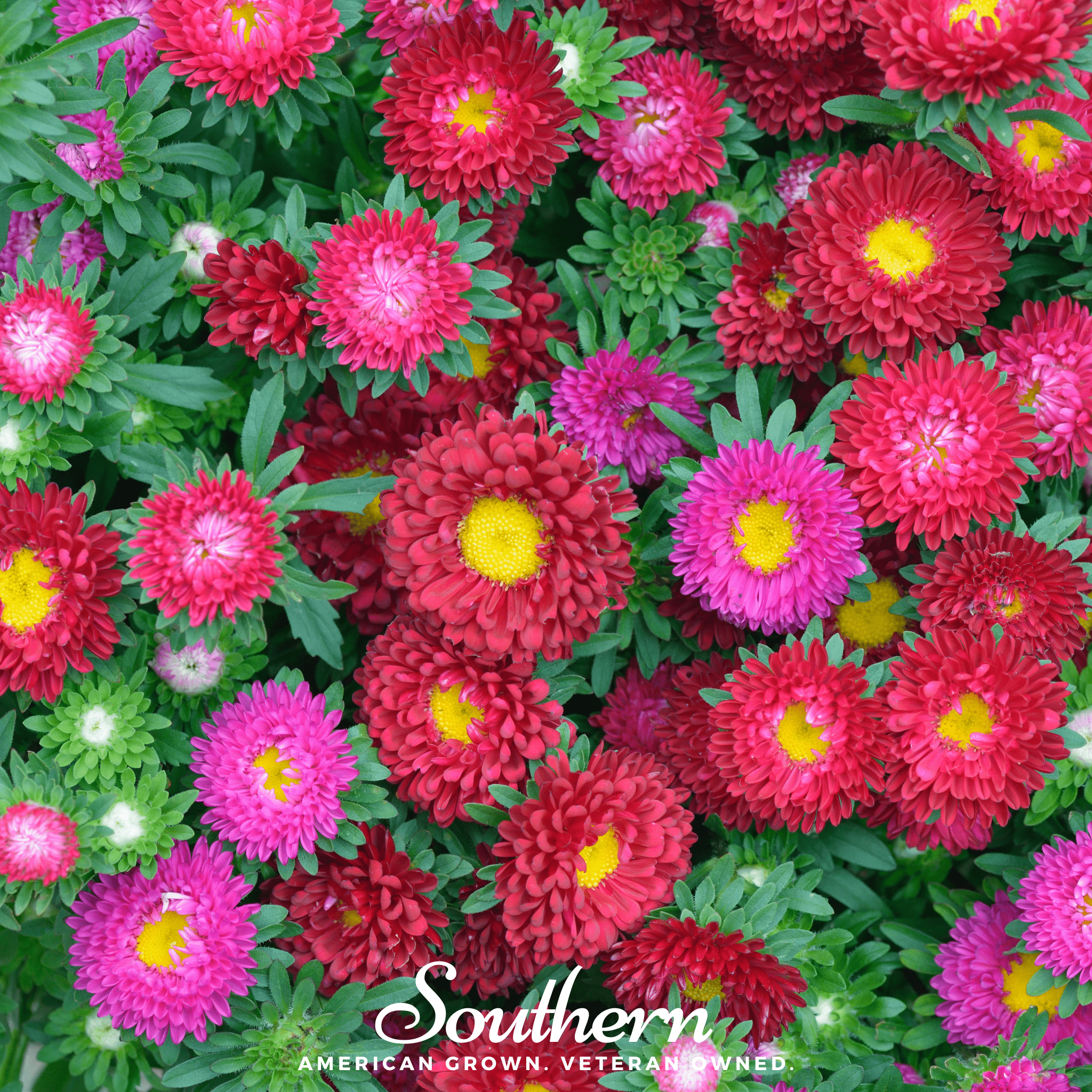 Powder Puff Aster – 50 Seeds Southern Seeds