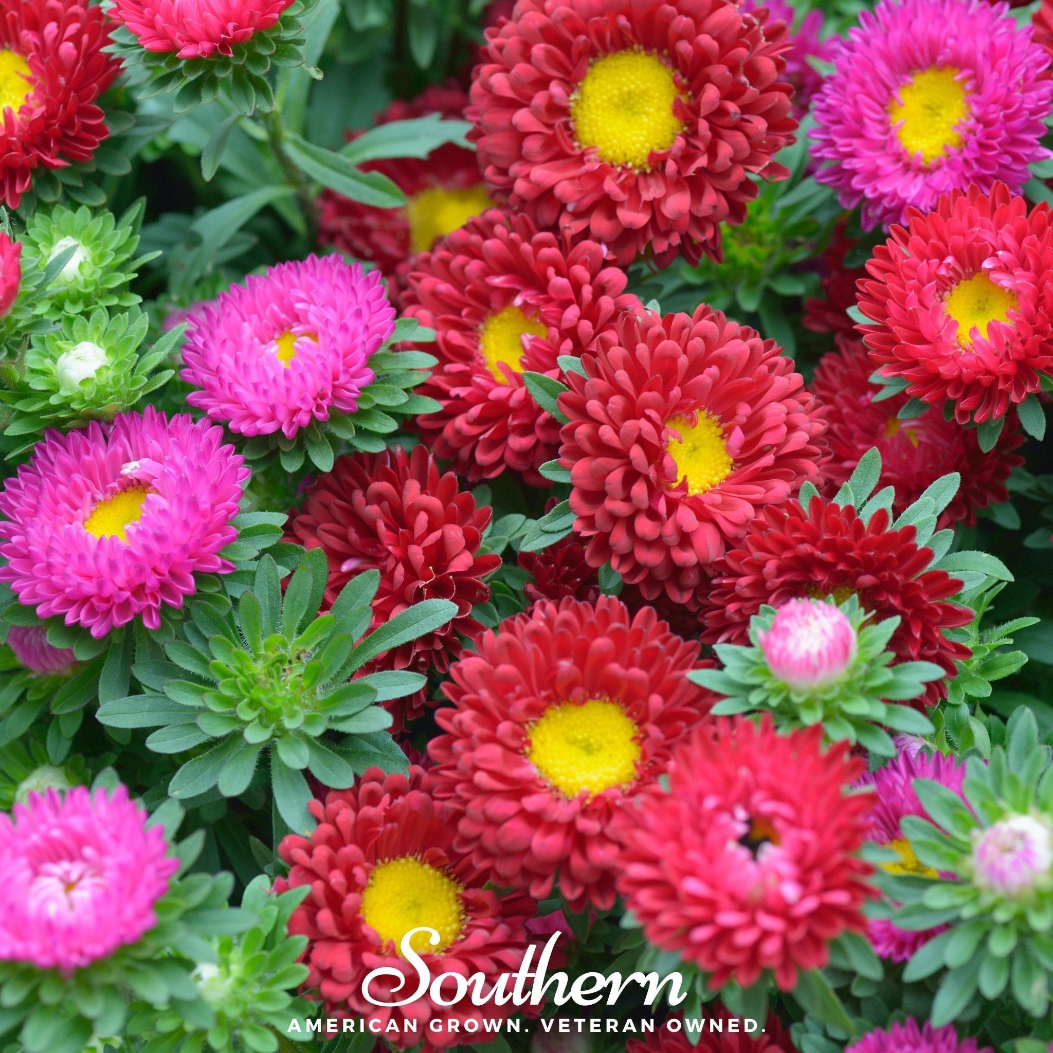 Powder Puff Aster – 50 Seeds Southern Seeds